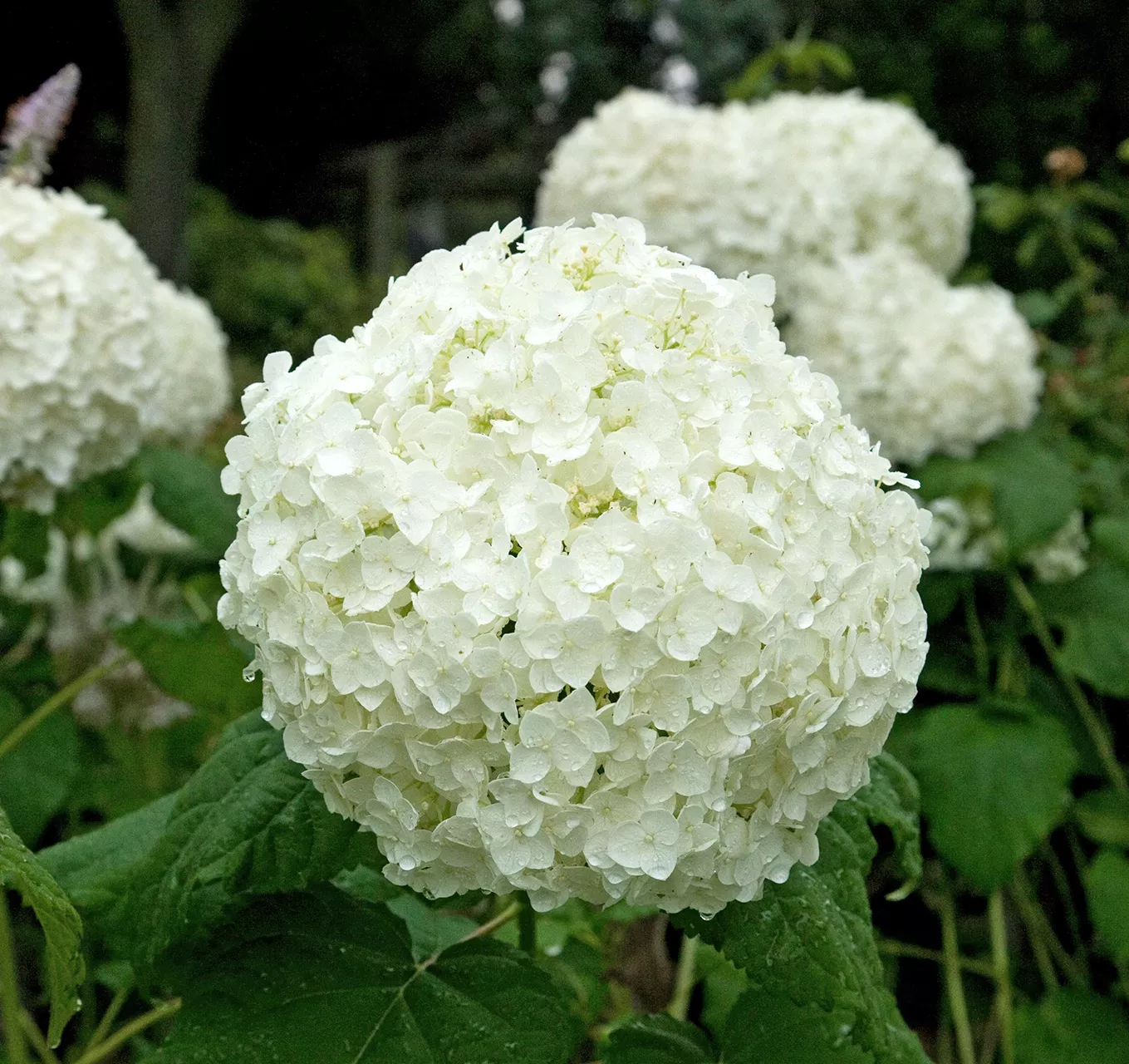 incrediball hydrangea blooms