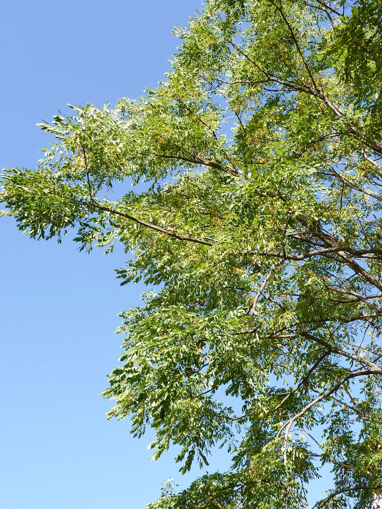 Kentucky coffee tree