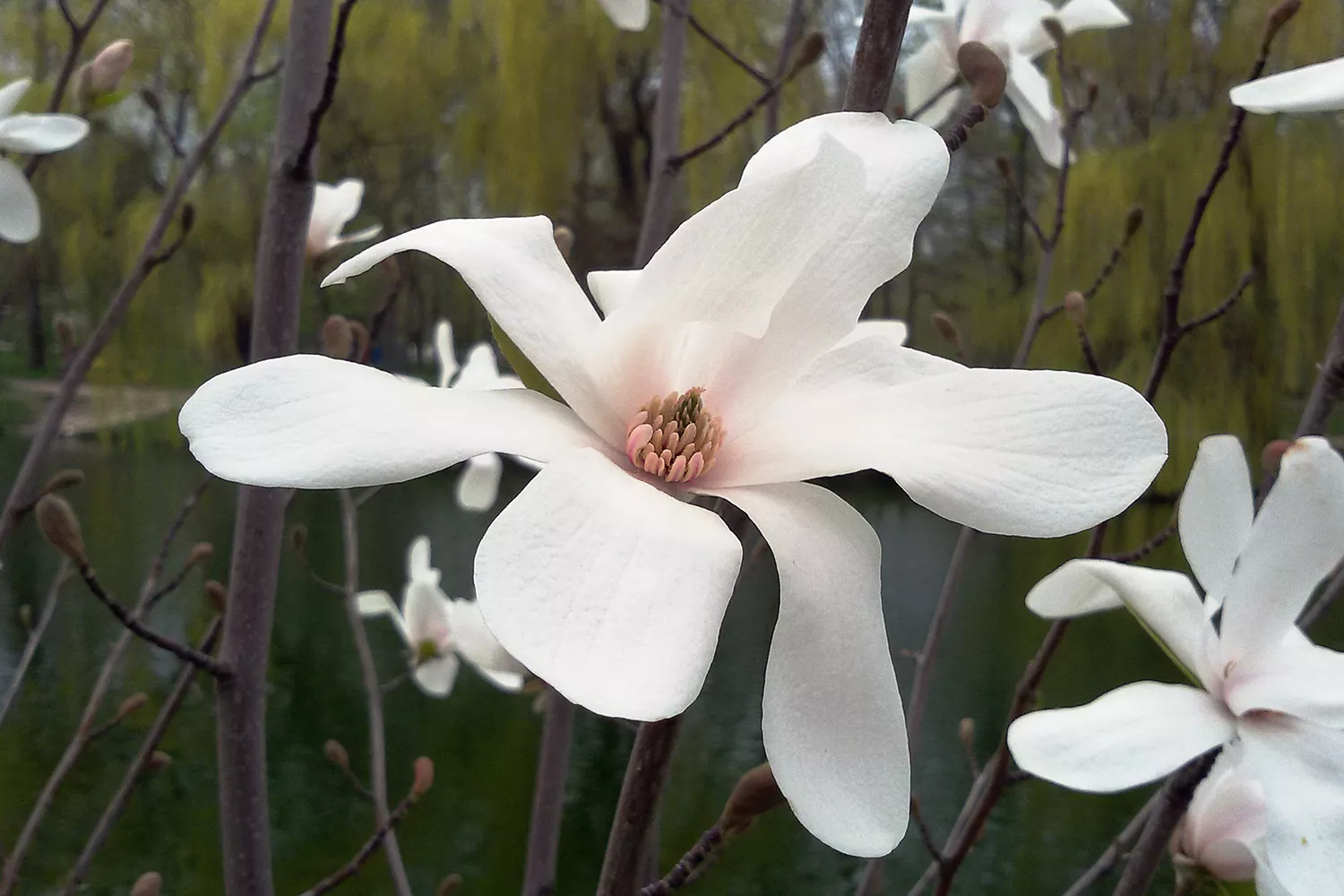 Kobus Magnolia