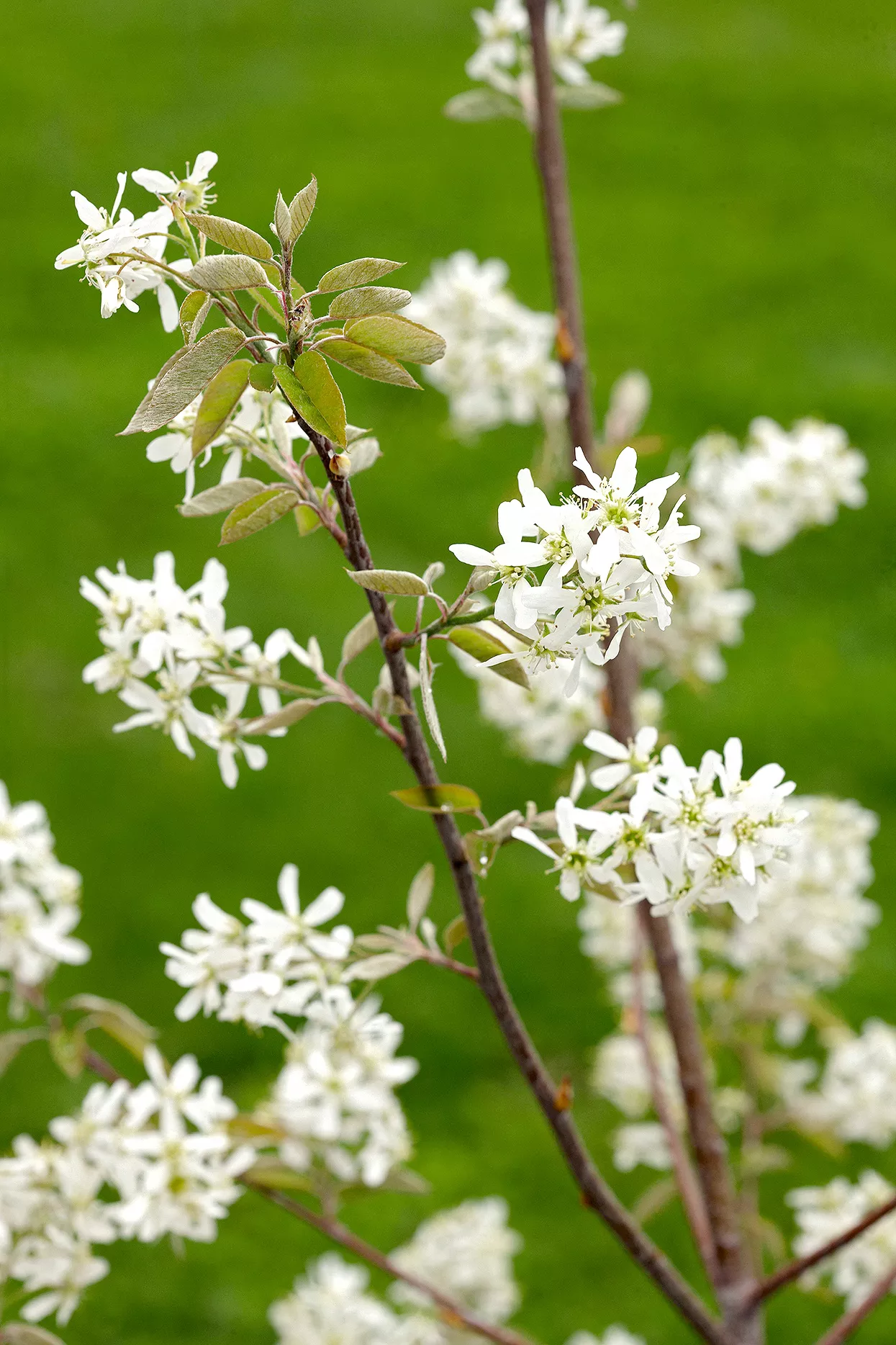 amelanchier laevis cumulus allegheny serviceberry