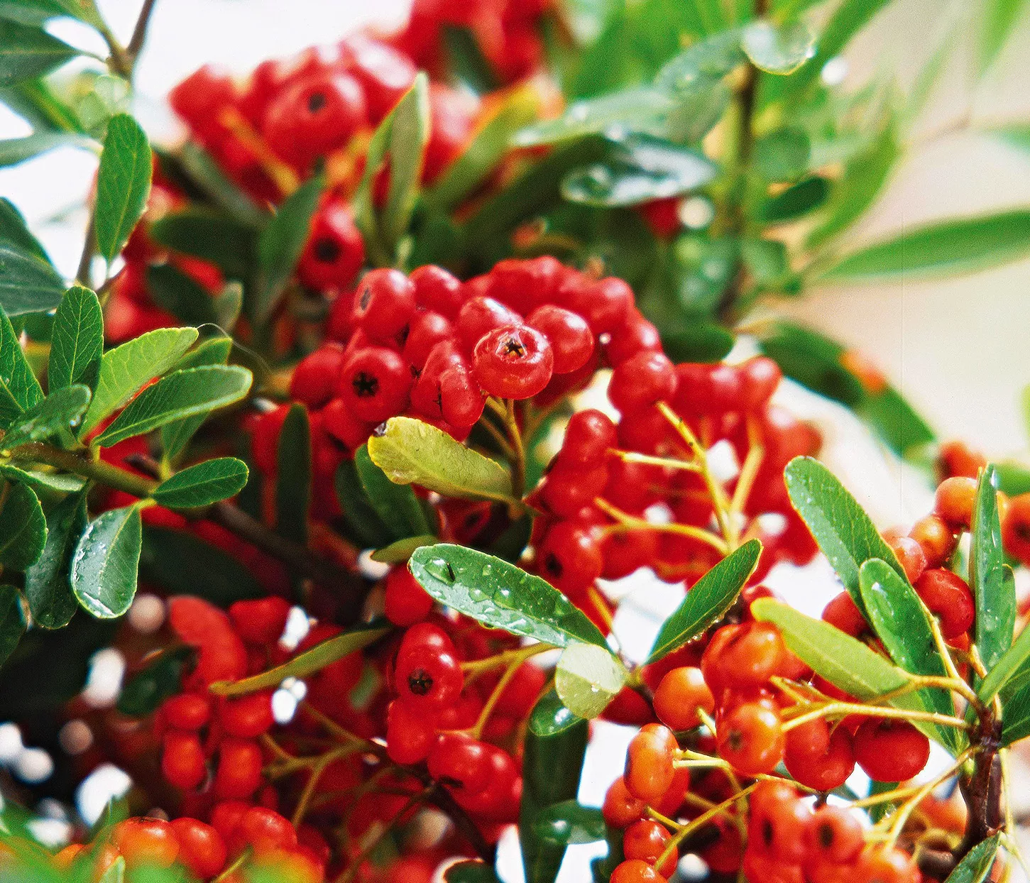 Lalandei Pyracantha