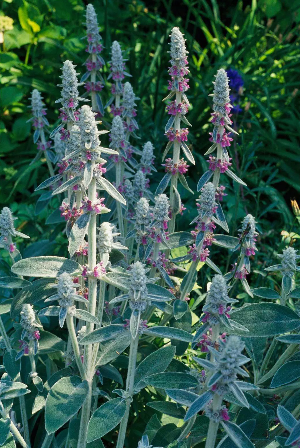 Lamb's ear plant