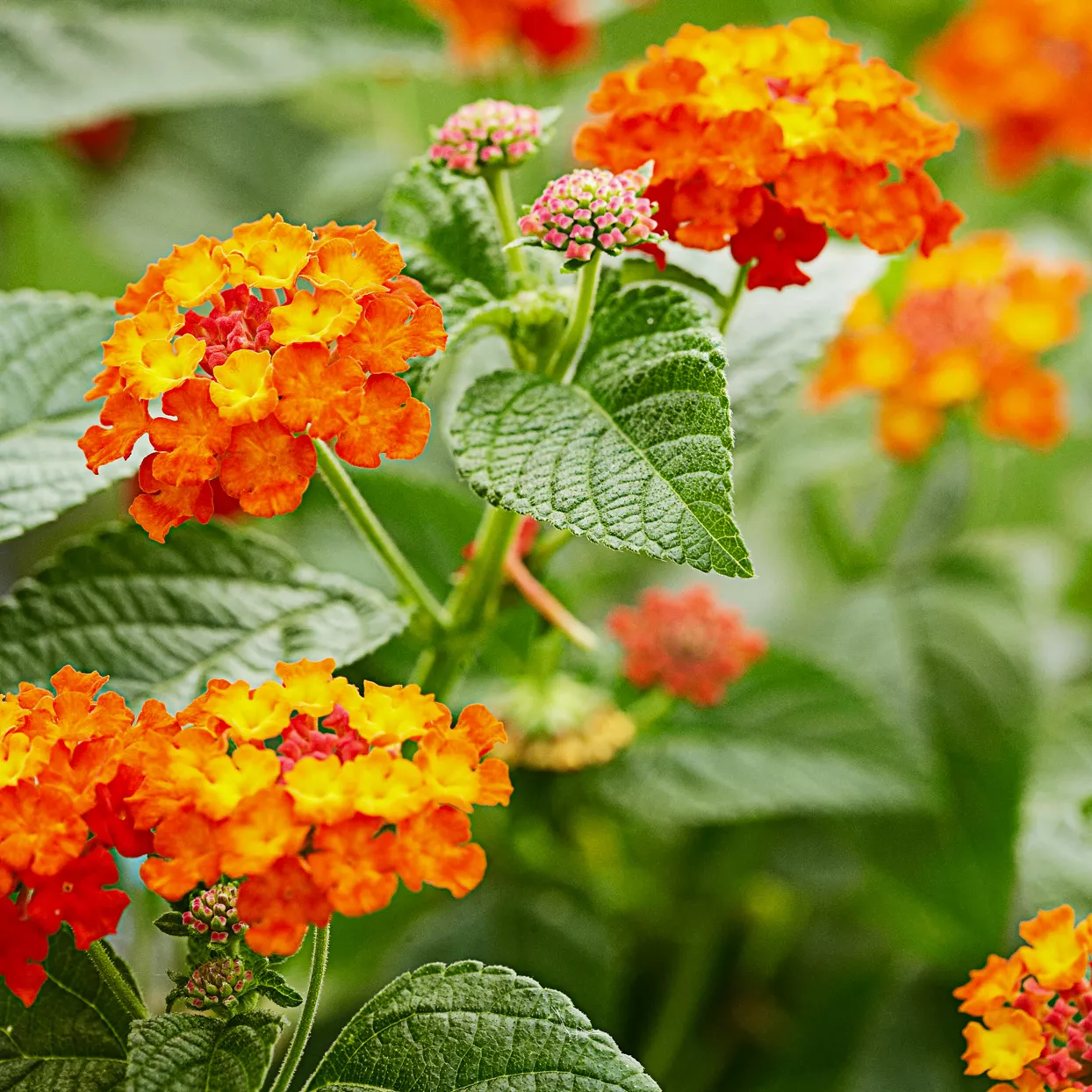 Lantana plant