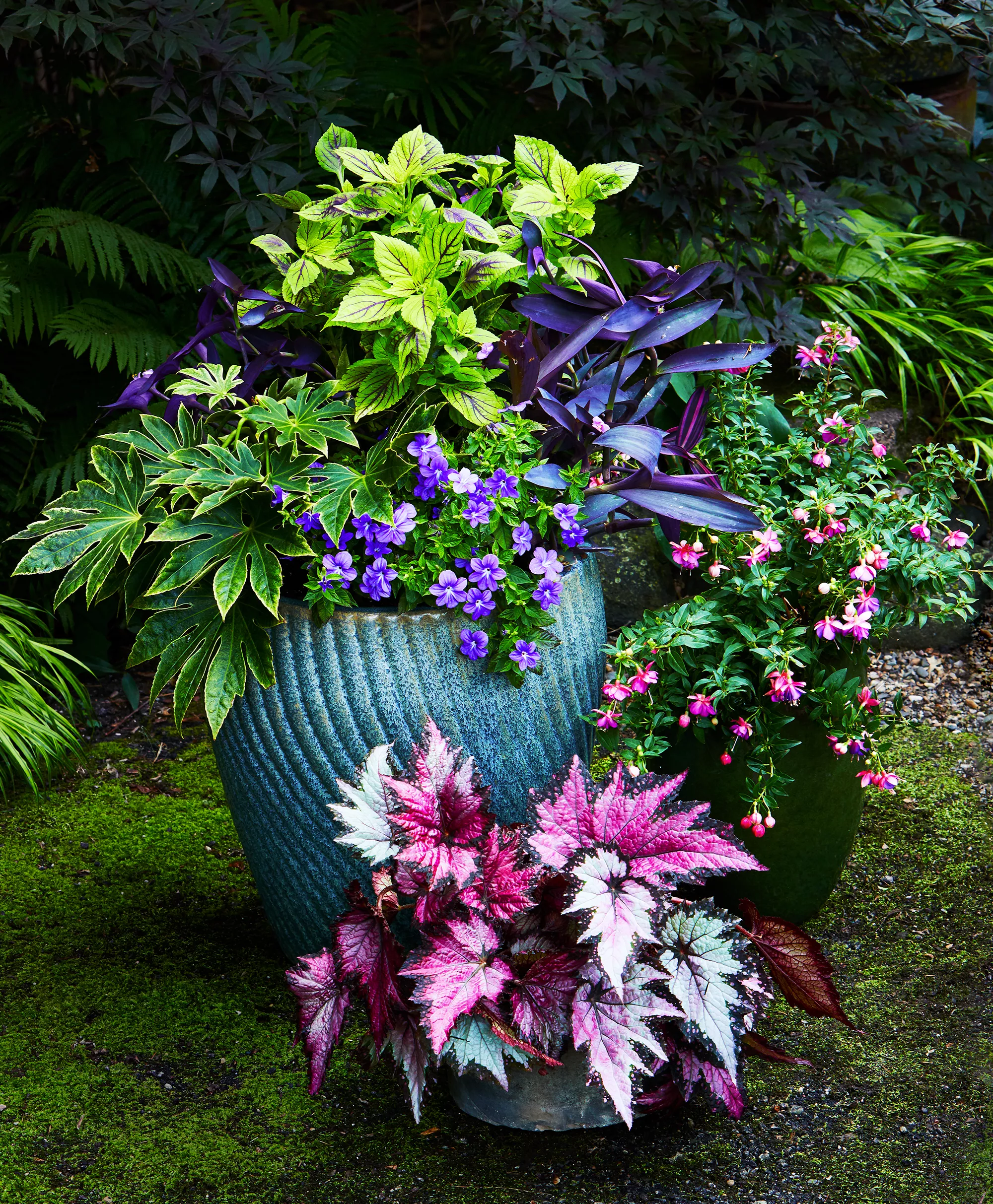 large container garden with shade plants Spider’s Web’ variegated aralia,‘Gays Delight’ coleus, ‘Purple Heart’ spiderwort, and ‘Endless Illumination’ browallia