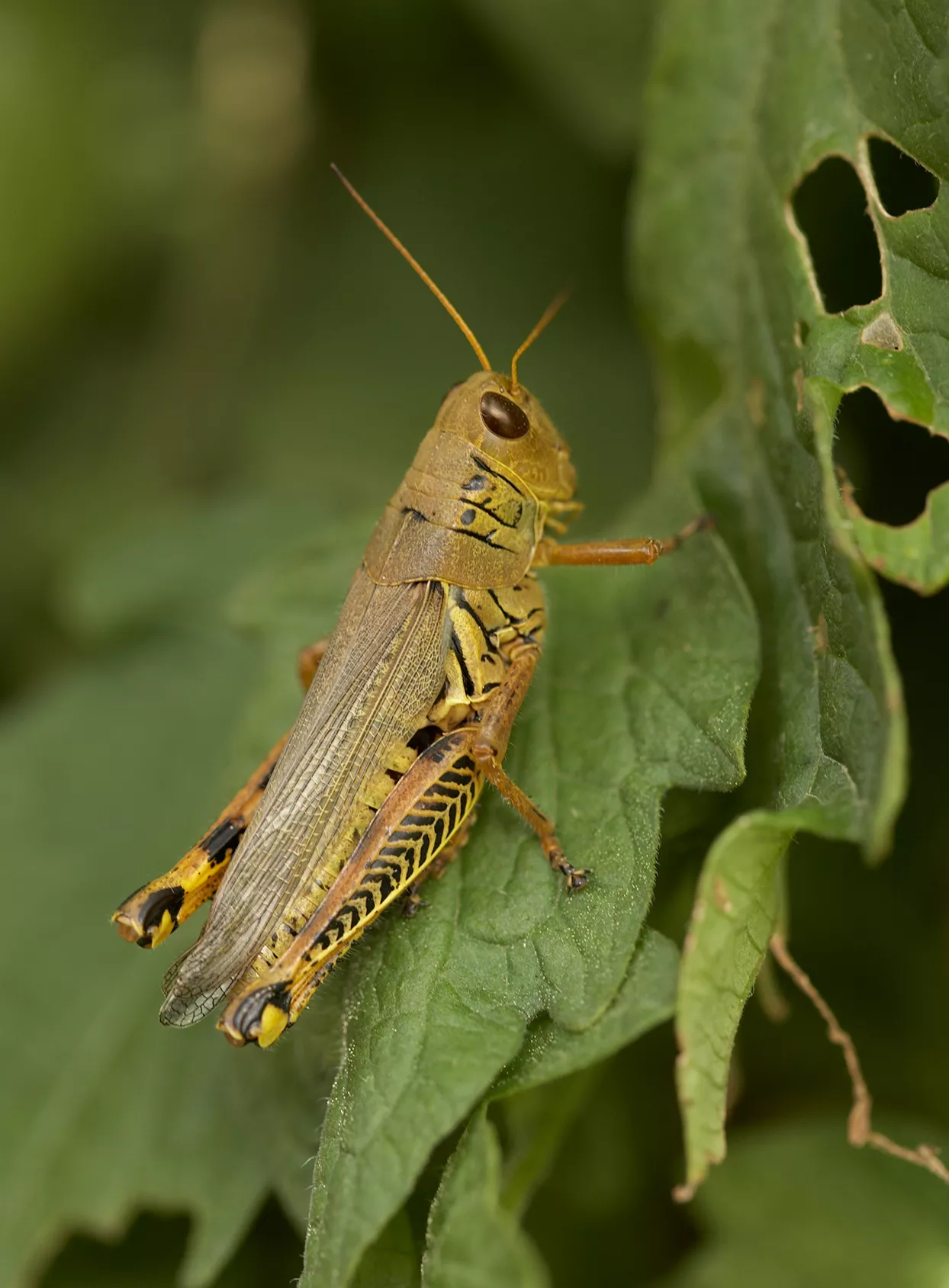 large grasshopper sitting on leaf with hole damage in garden
