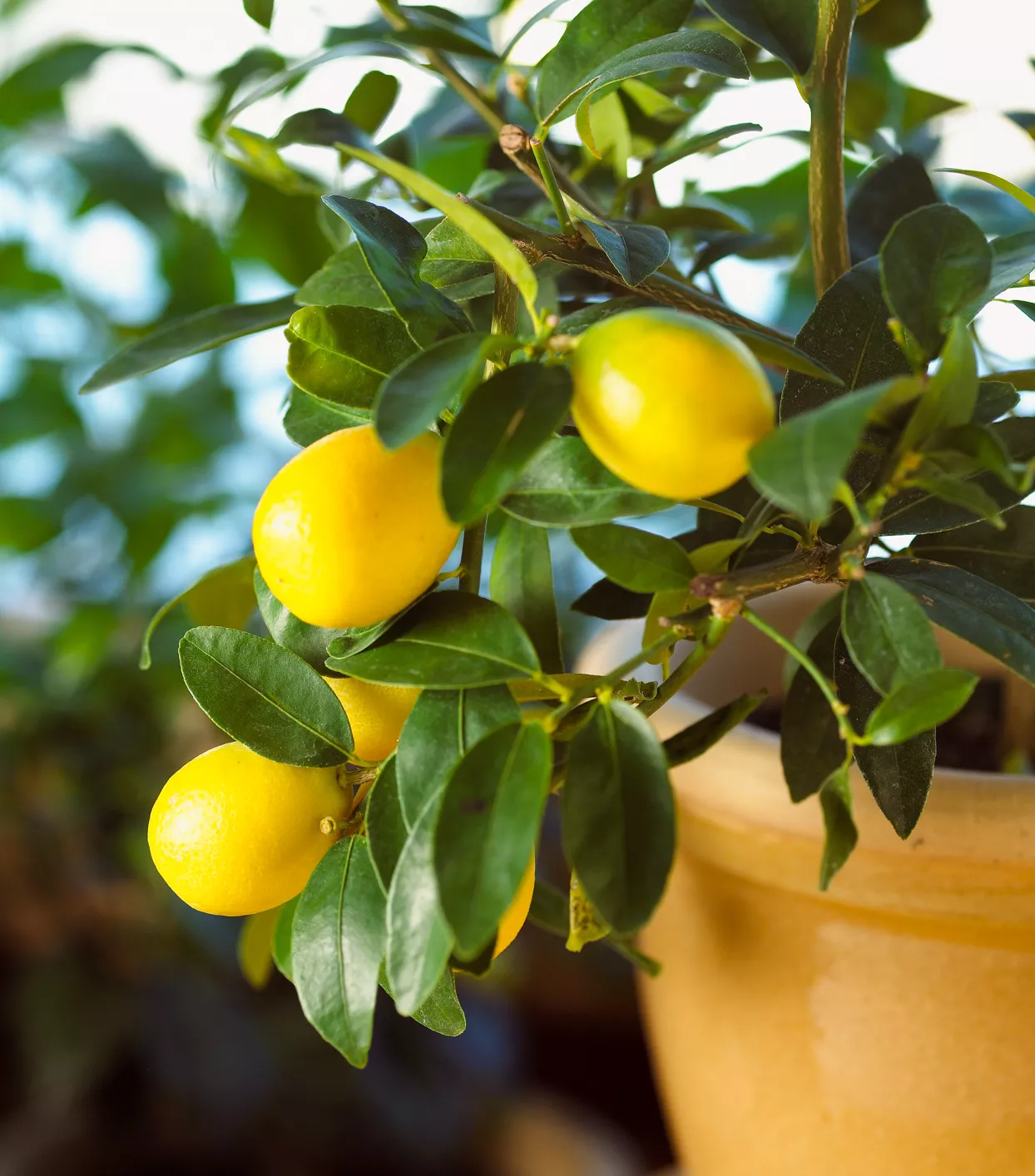 lemon tree in orange pot