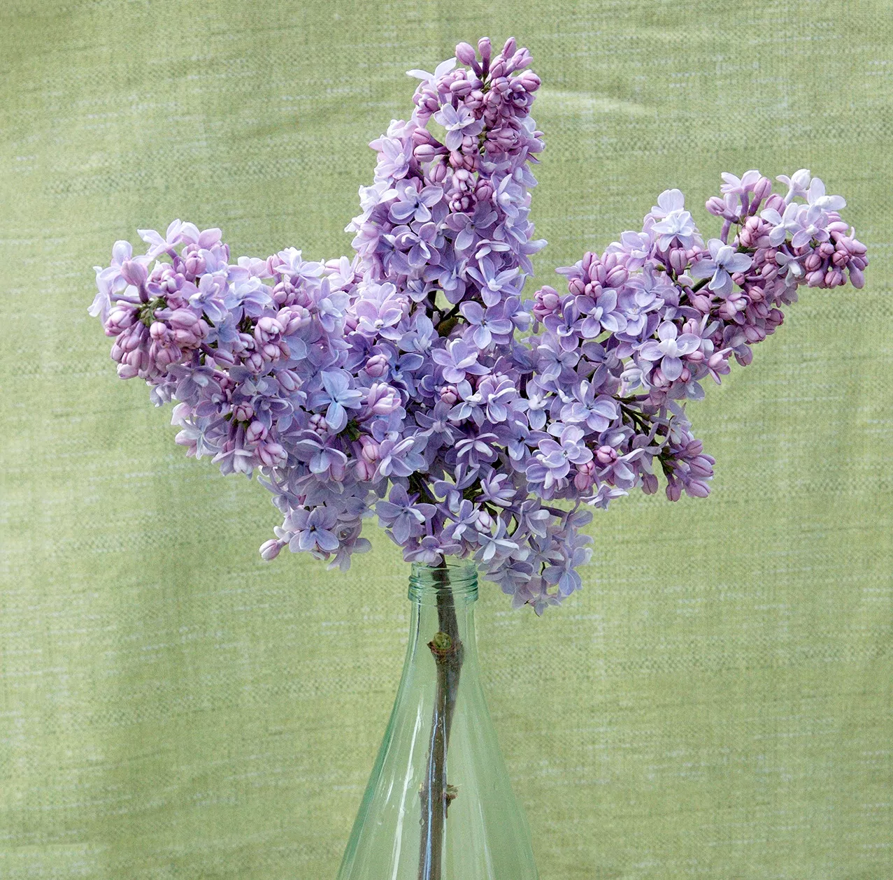 light blue Syringa 'President Grevy' lilac cutting in vase