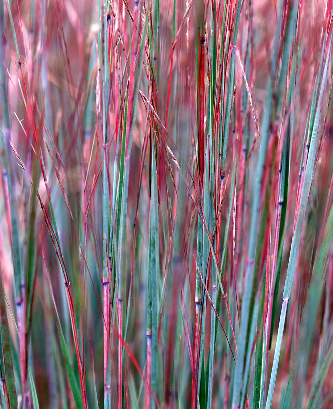 Little Bluestem Schizachyrium scoparium