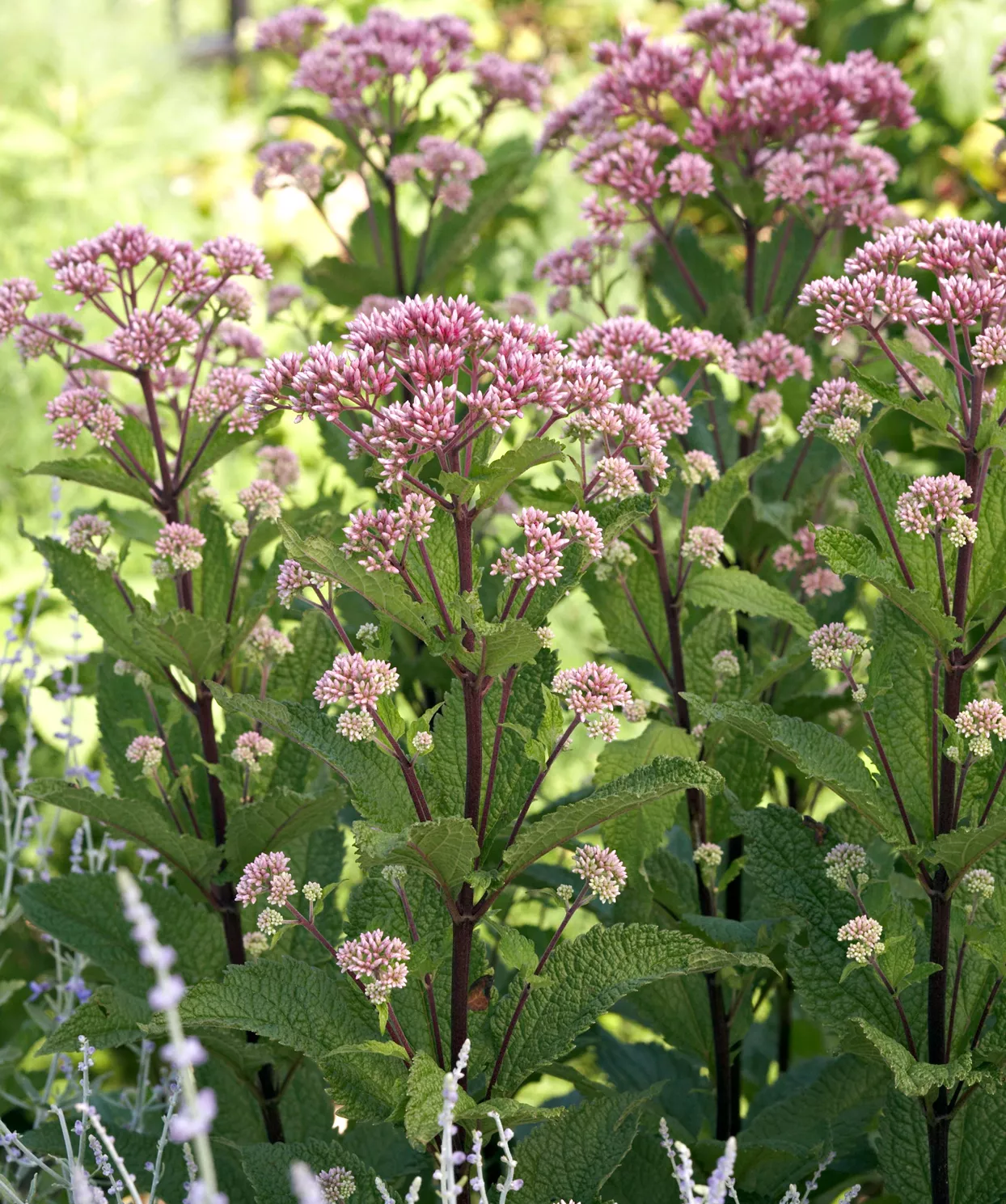 'Little Joe' Joe Pye weed