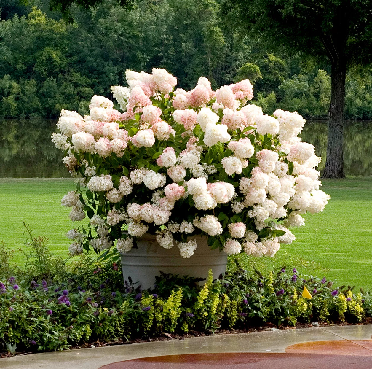 'Little Lamb' Panicle Hydrangea