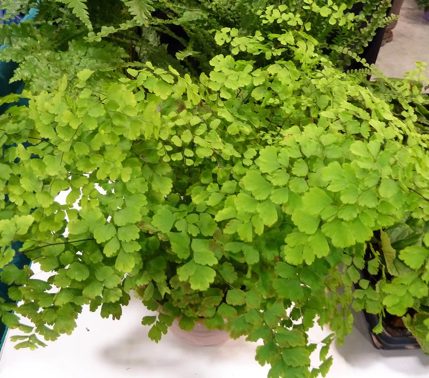 maidenhair fern potted plant