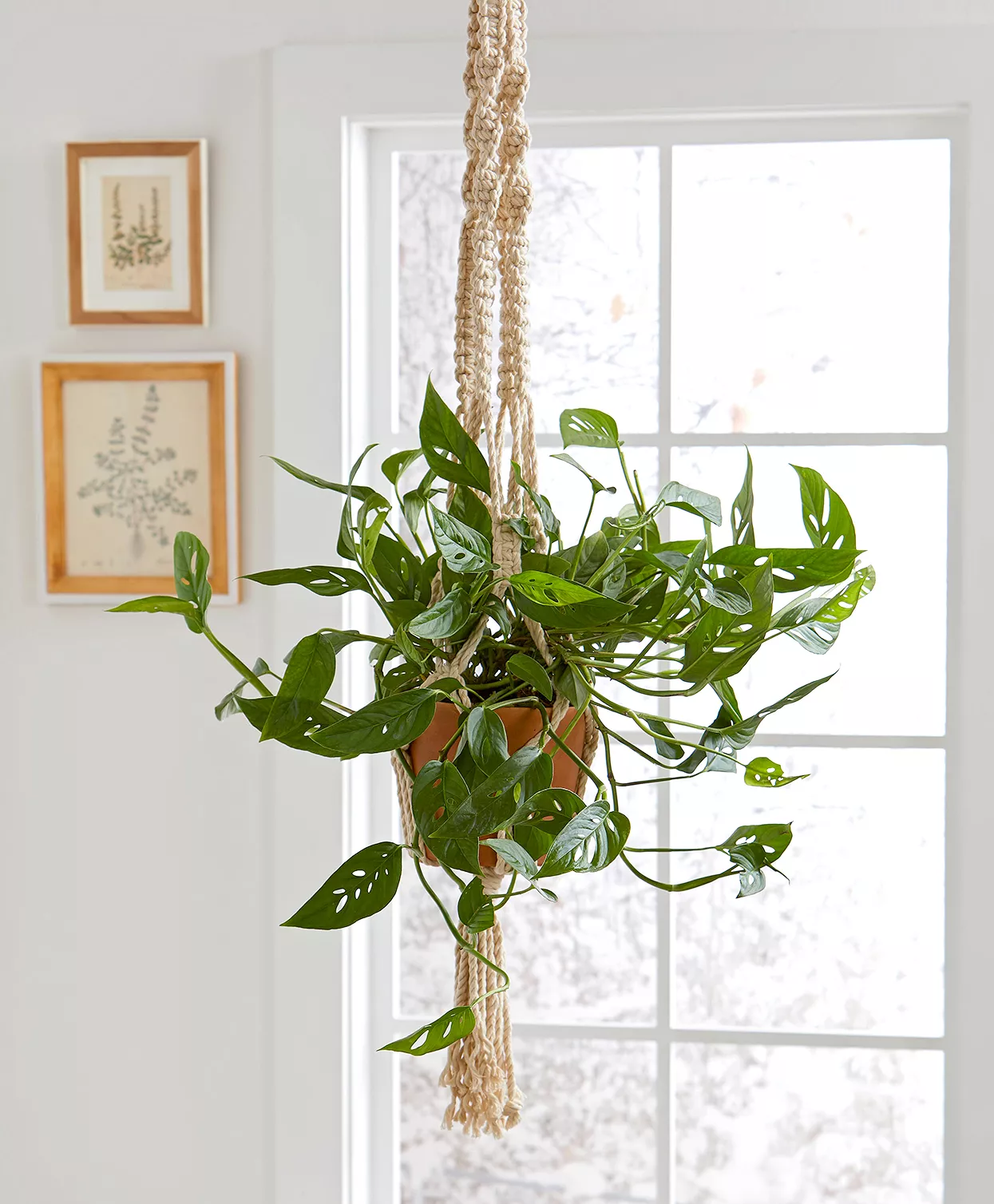 monstera-hanging-macrame-planter-9b167186