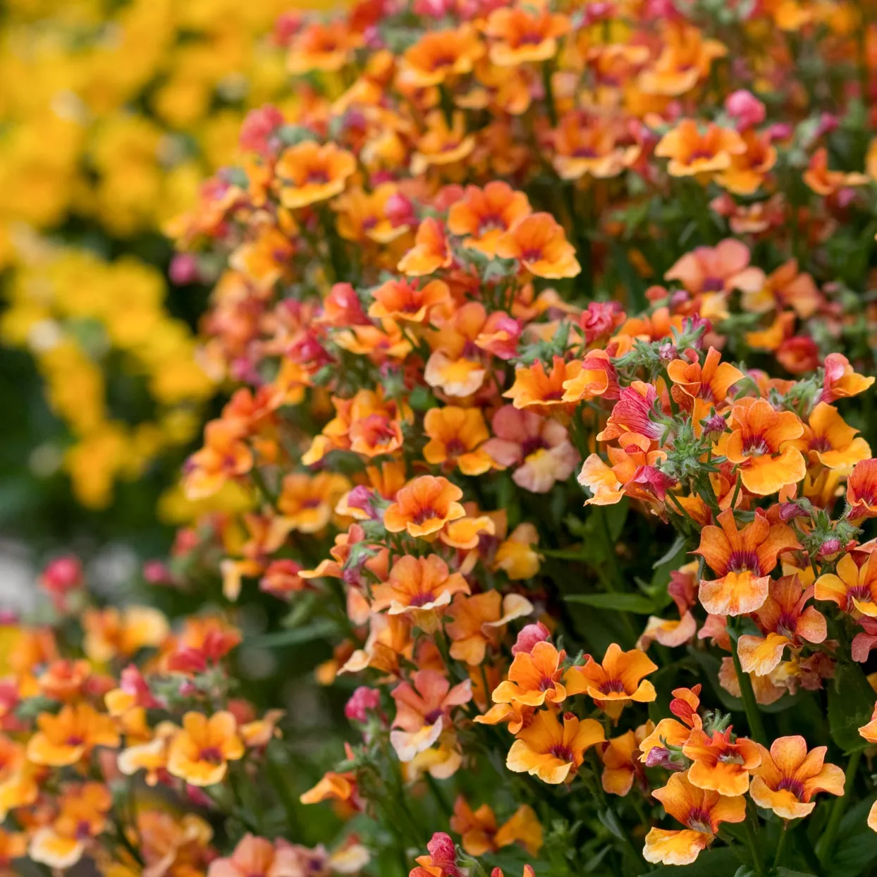 nemesia-serengeti-sunset-fd3269d4