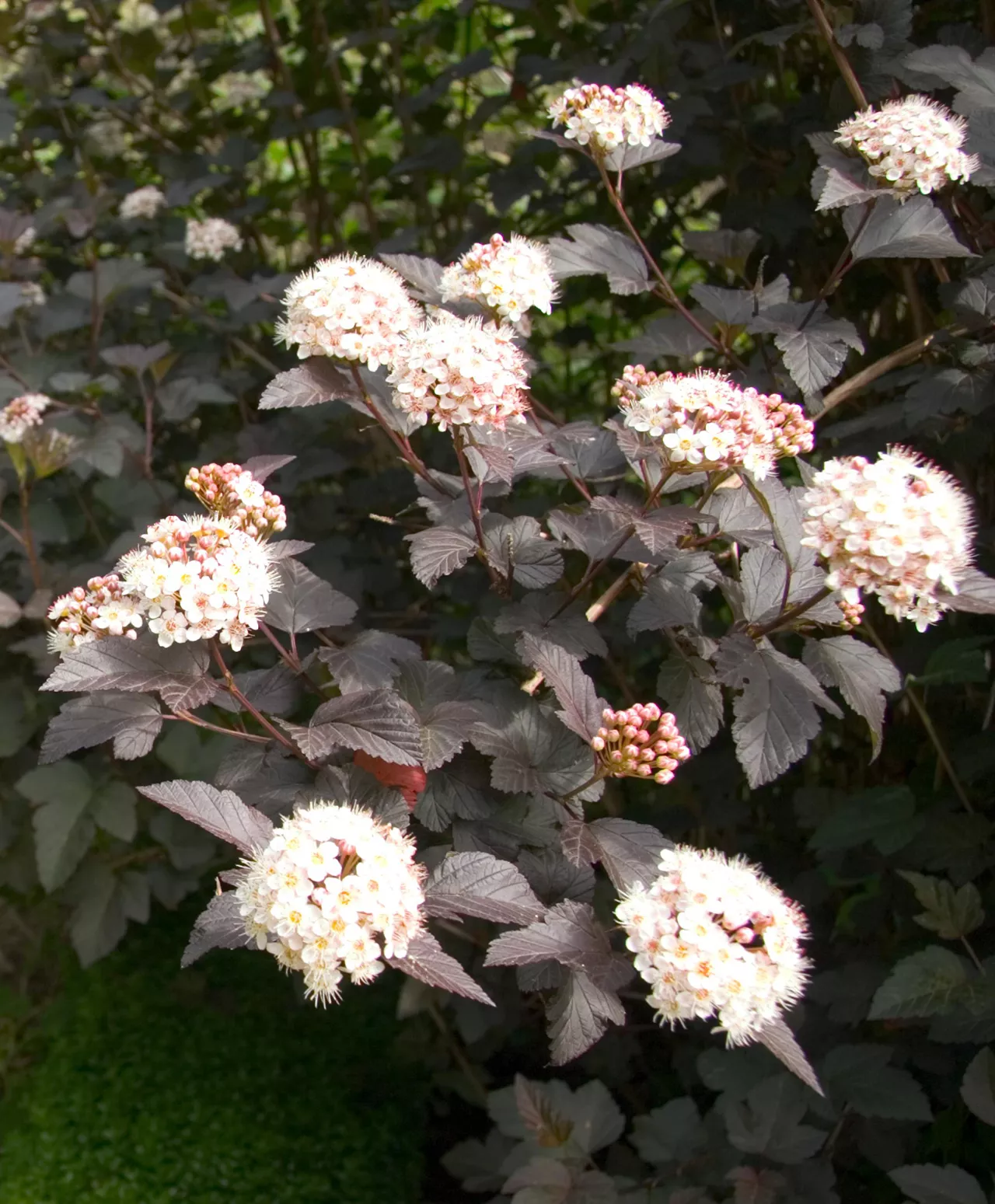 Ninebark Physocarpus