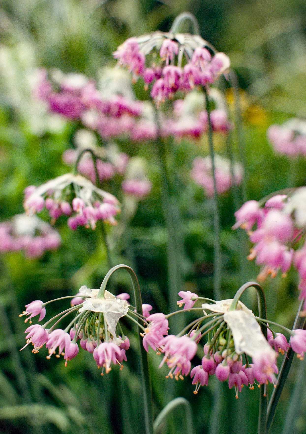 Nodding onion Allium cernuum