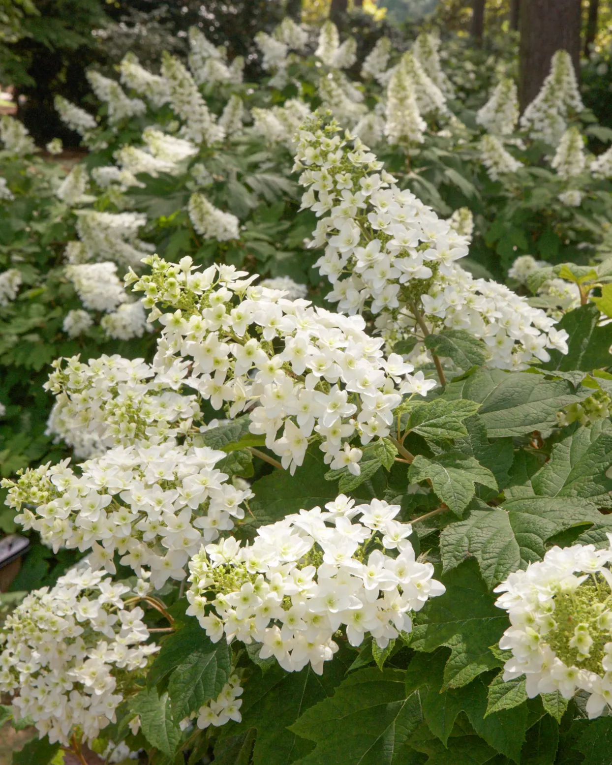 Oakleaf Hydrangea