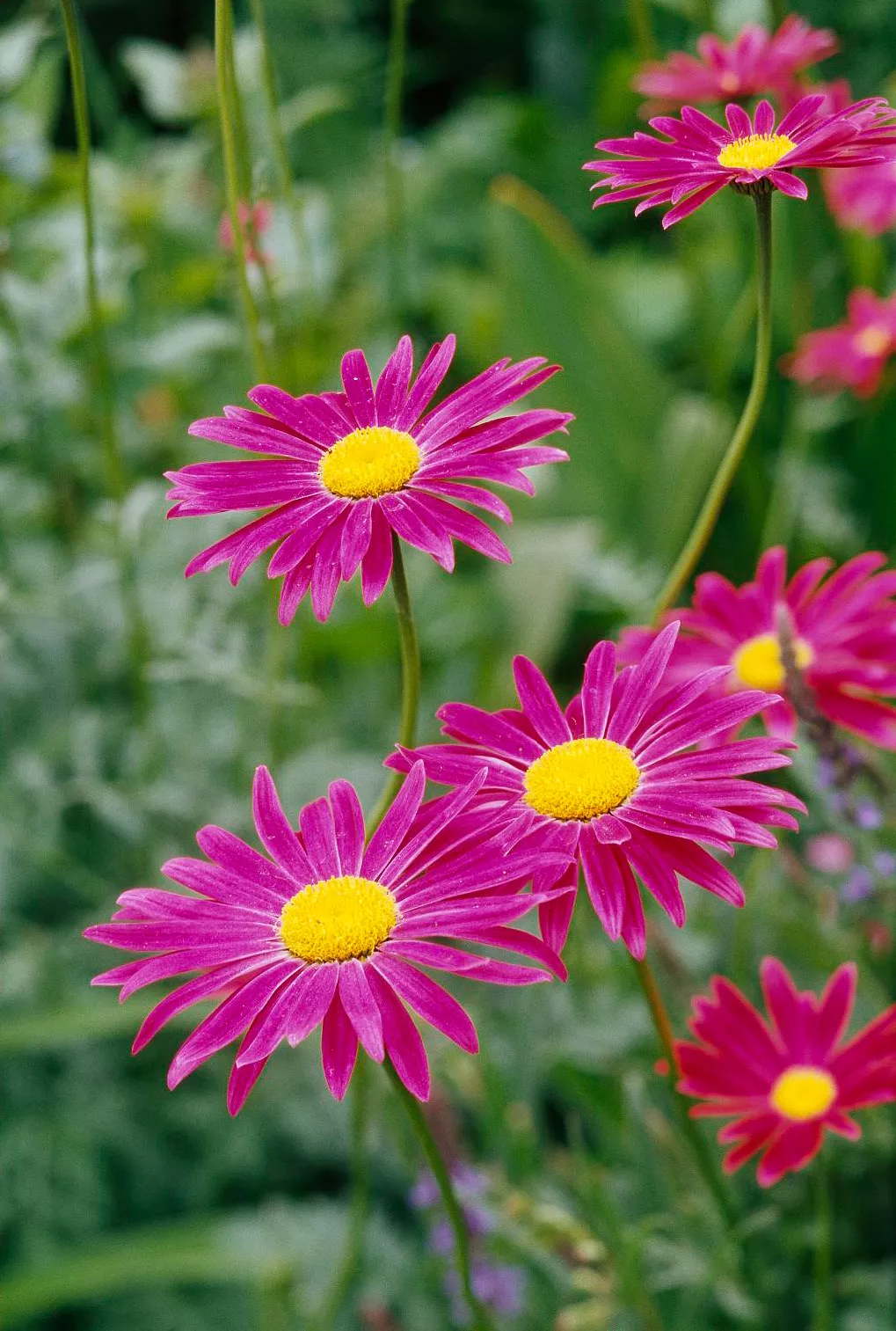 Painted Daisy Chrysanthemum coccineum in the garden