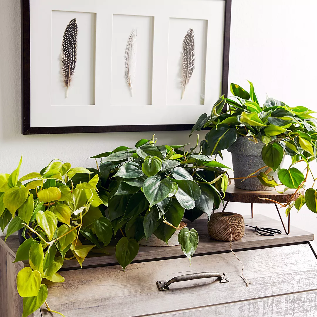 three philodendron plants on table