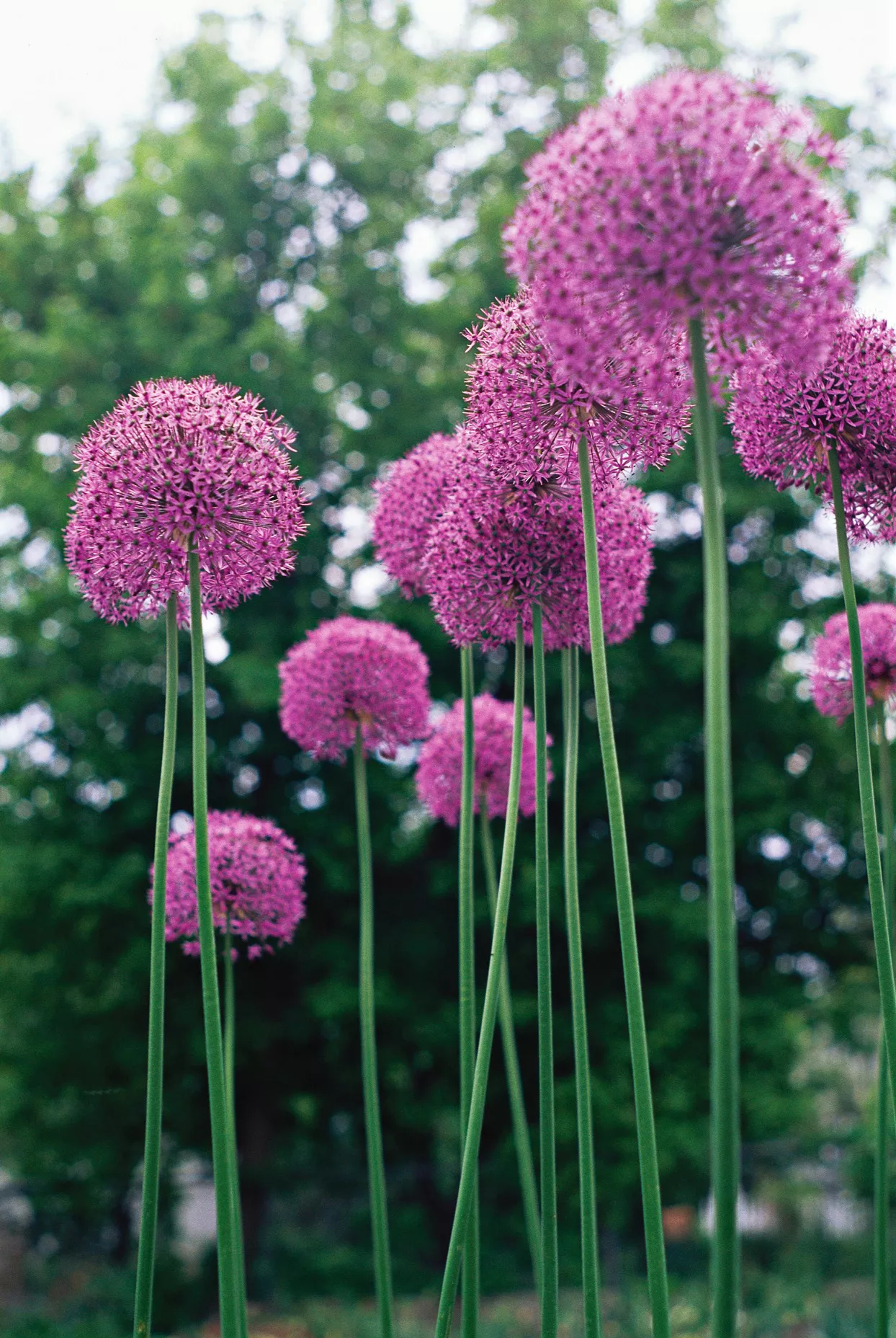 pink Alliums