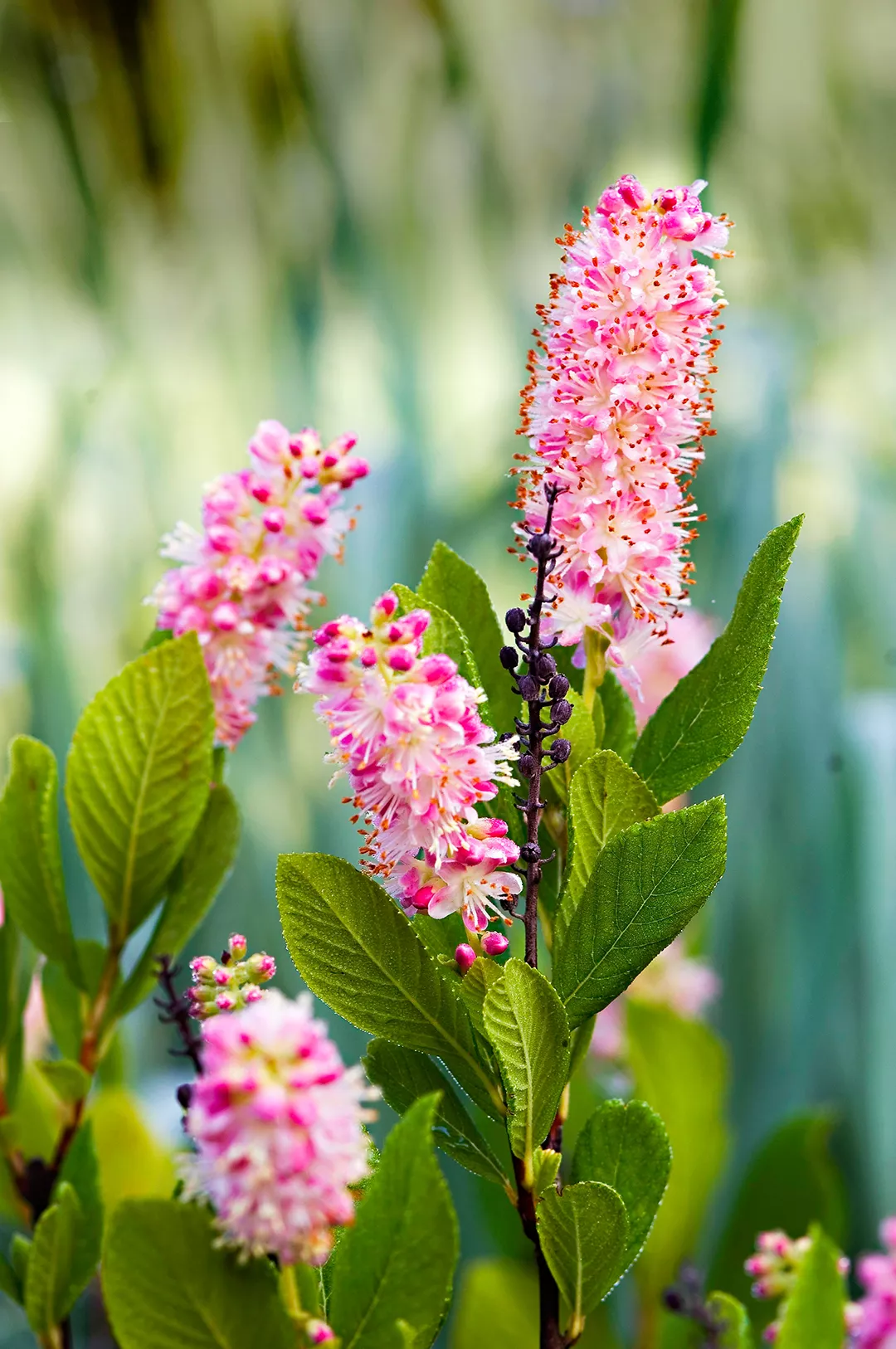 Pink and yellow Summersweet blooms with rich green leaves