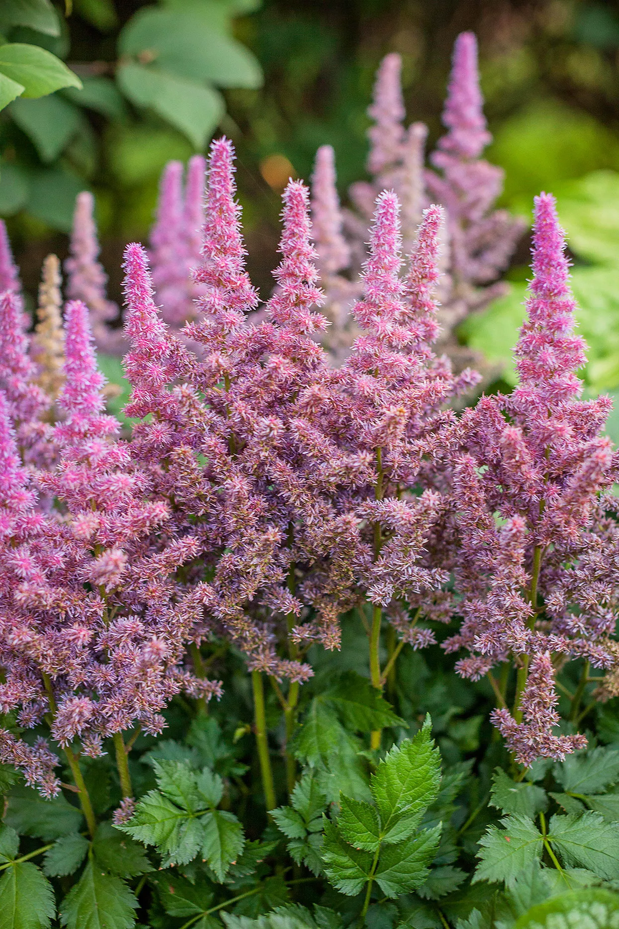 pink astilbe chinensis 'visions'