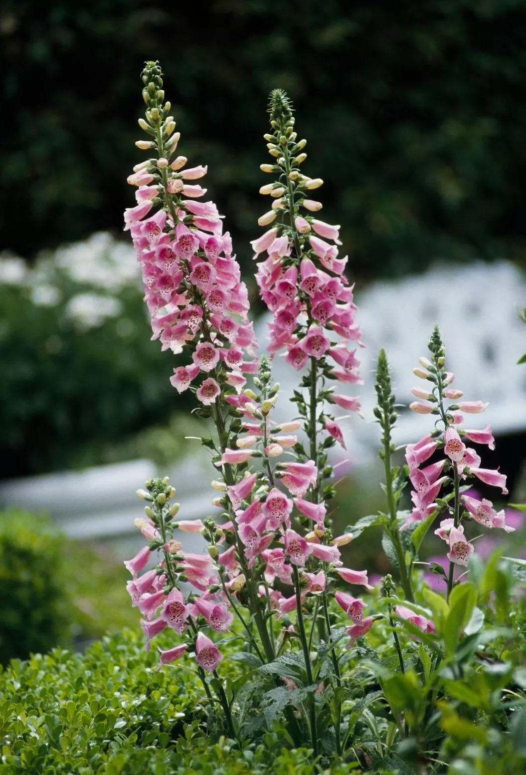 pink foxglove flowers