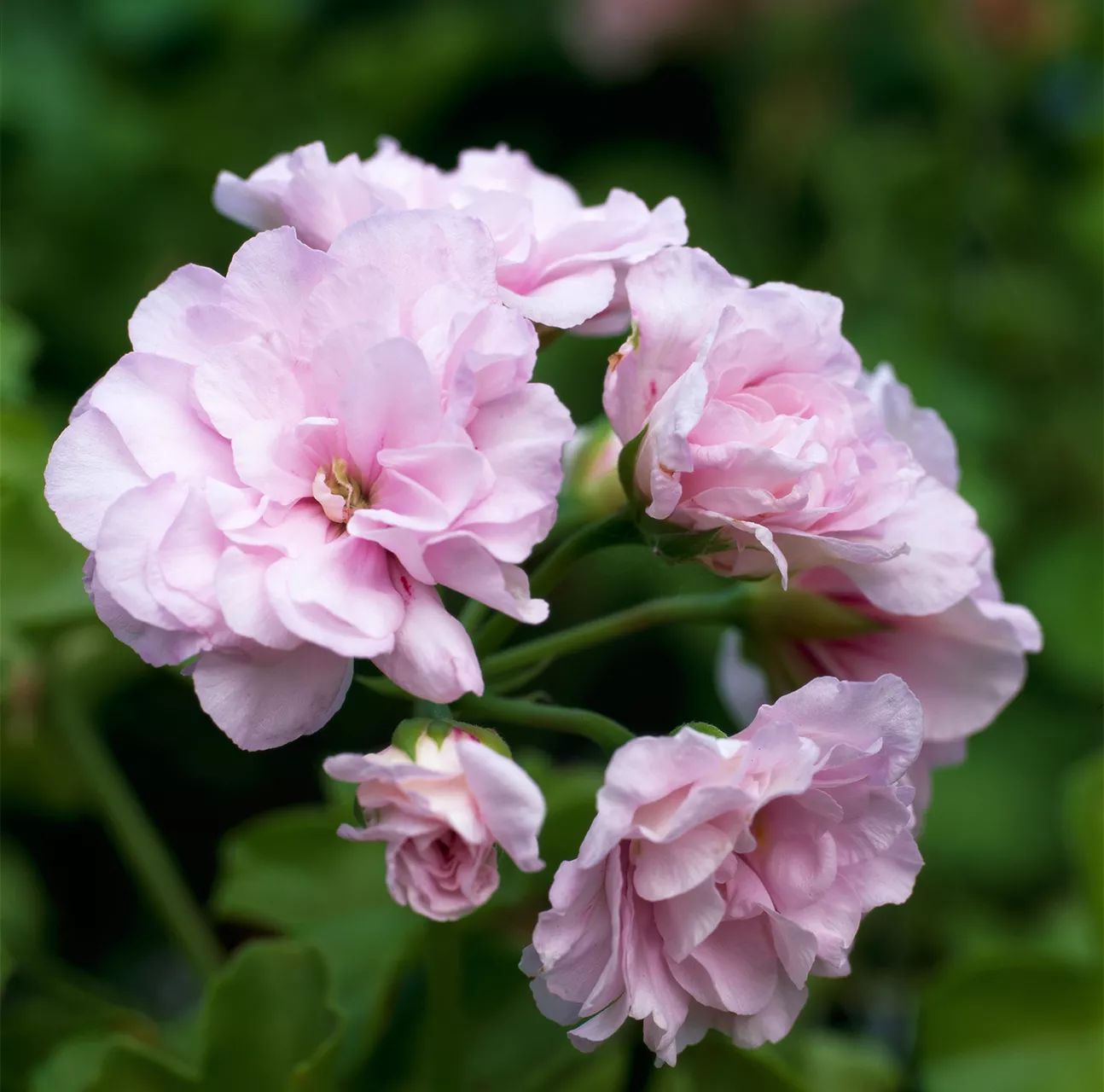 pink geranium