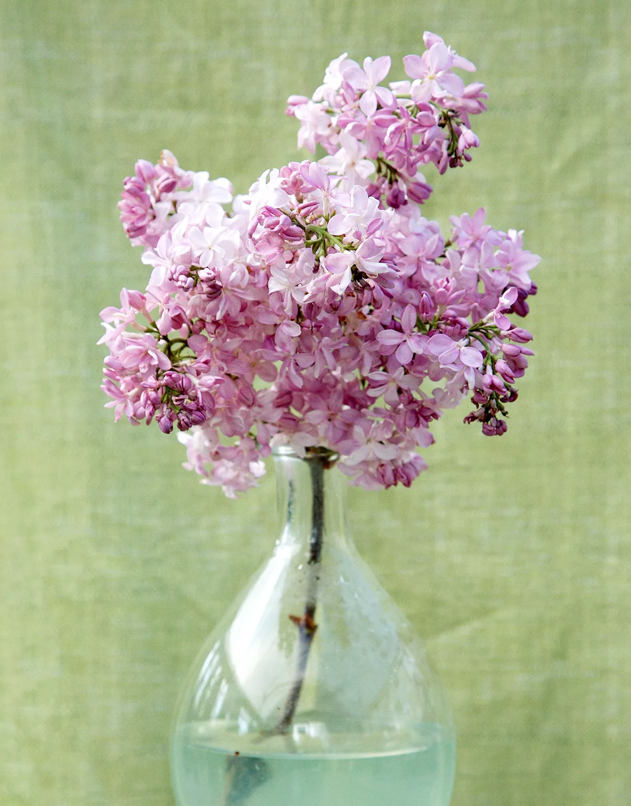 candy pink Syringa 'Maiden's Blush' lilac blooms