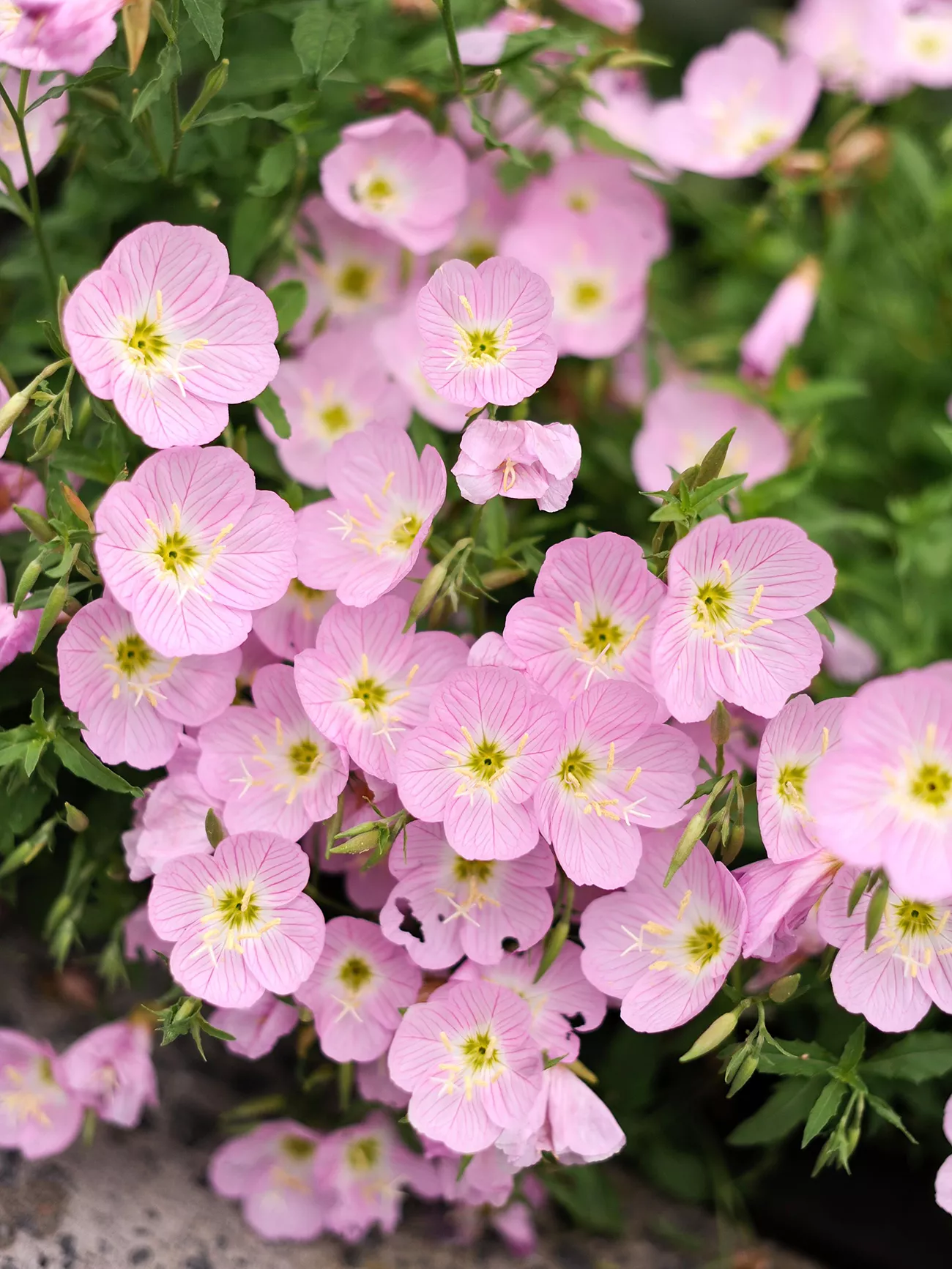 pink oenothera evening primrose