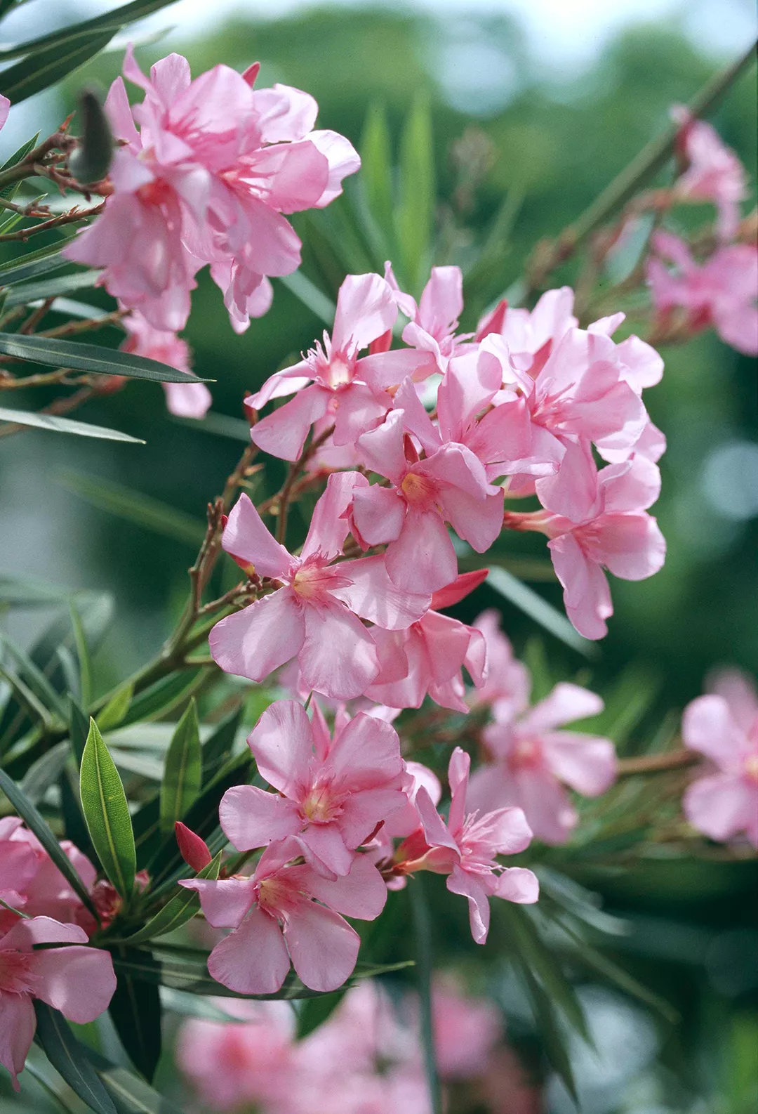 Pink Oleander Flowers with green leaves