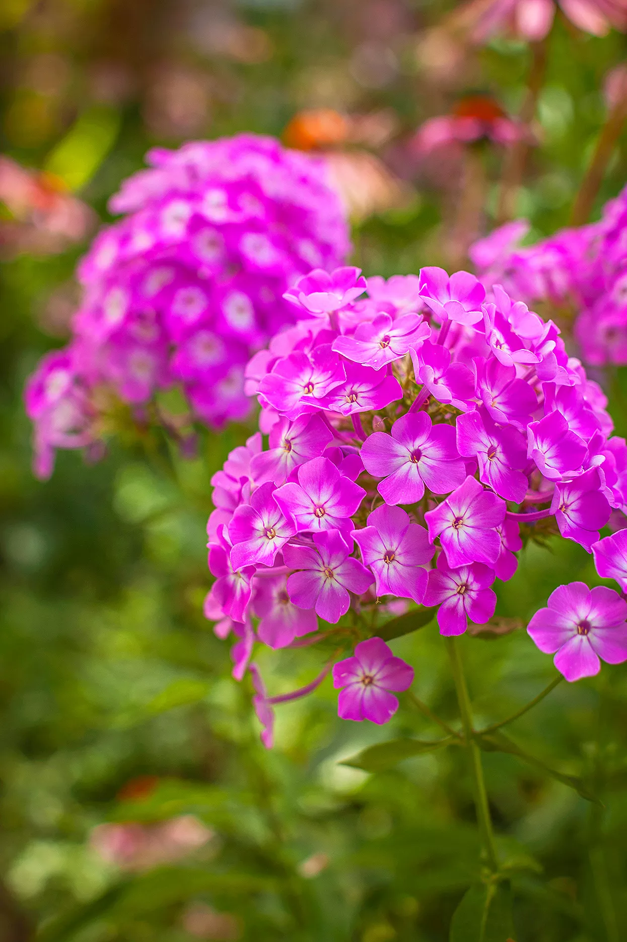 pink phlox bloom cluster