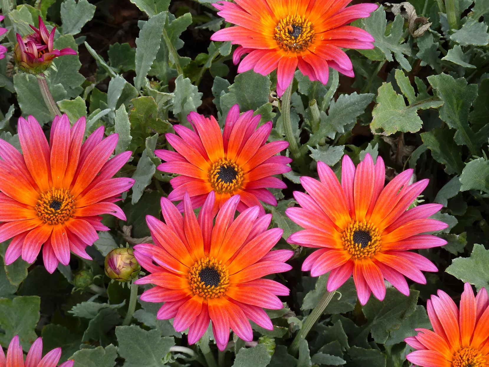 'Pink Sugar' African Daisy