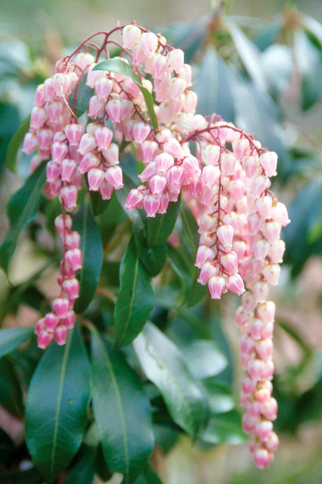 Pink and white Pieris flowers