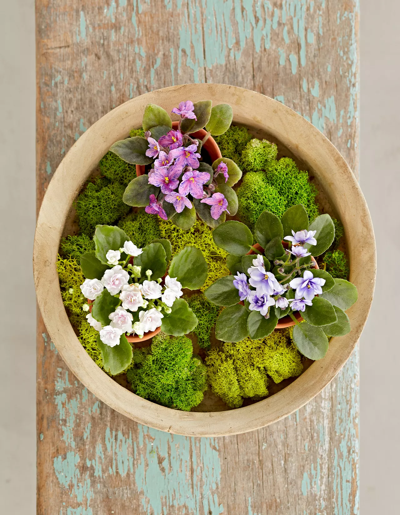 african violet and moss in planter birds-eye view