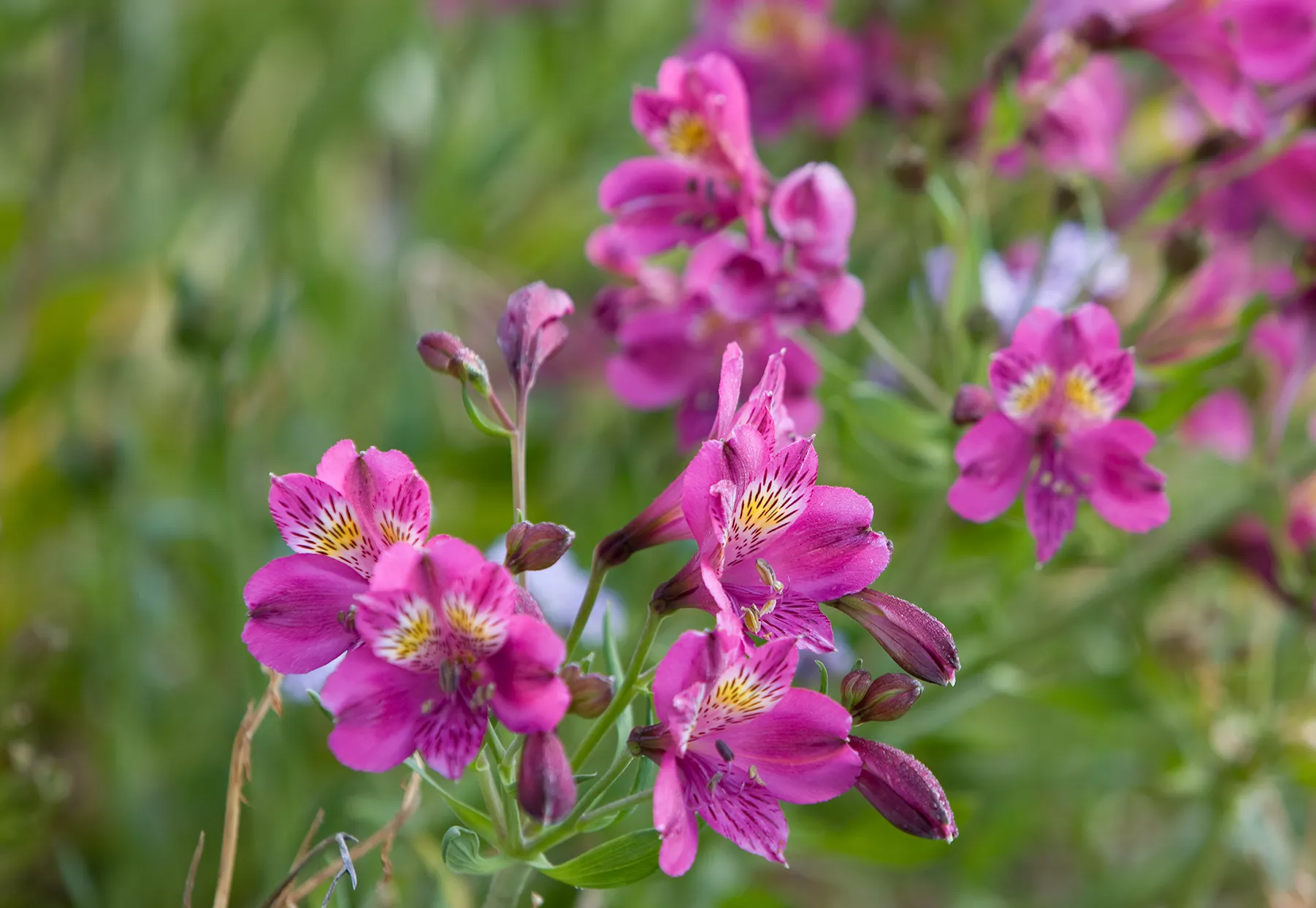 purple alstroemeria flowers in garden