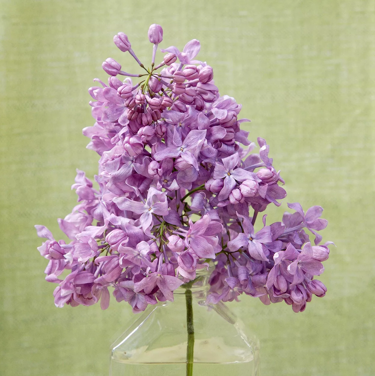 purple Syringa 'Lavender Lady' lilac cutting
