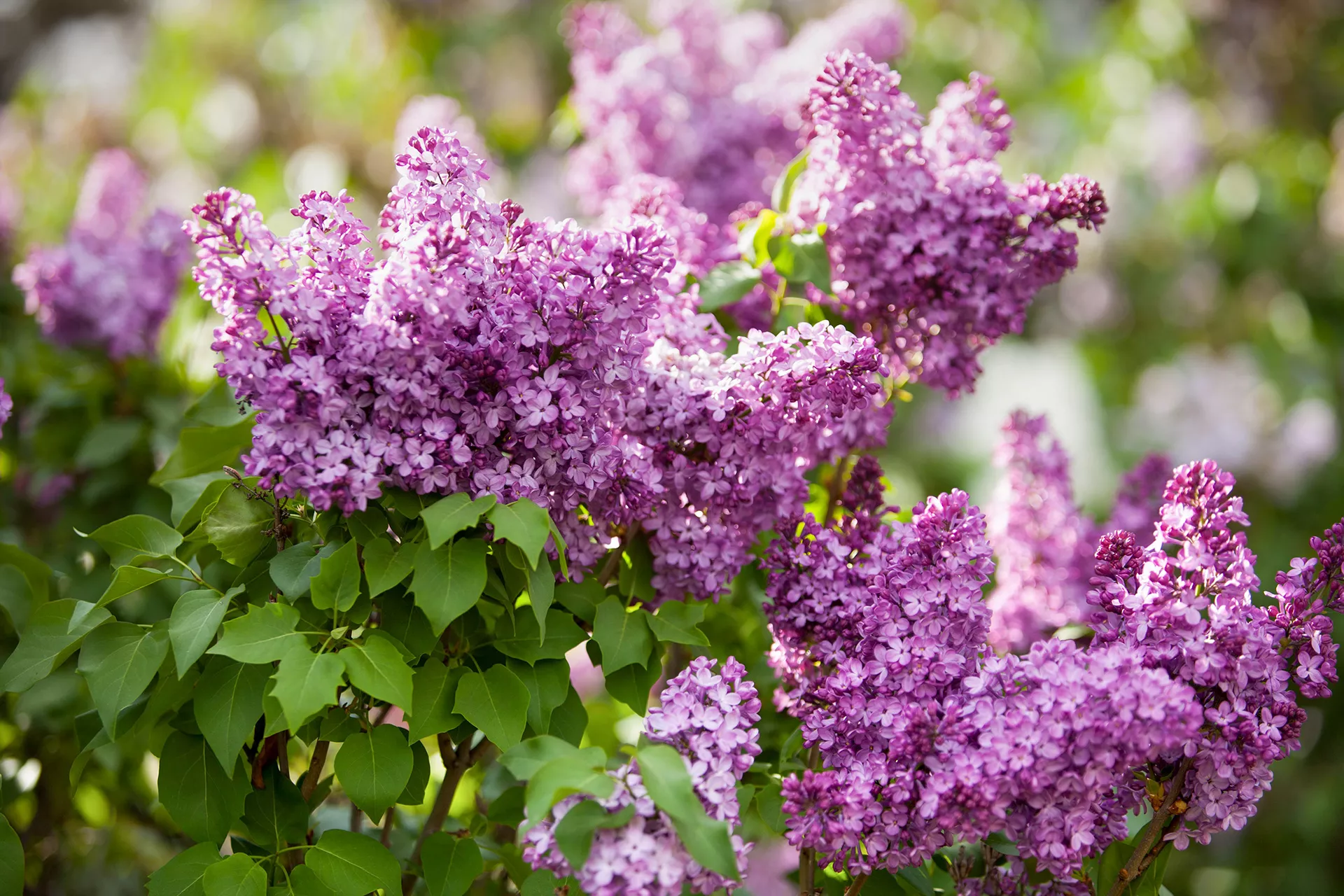 close up of purple lilacs blooming