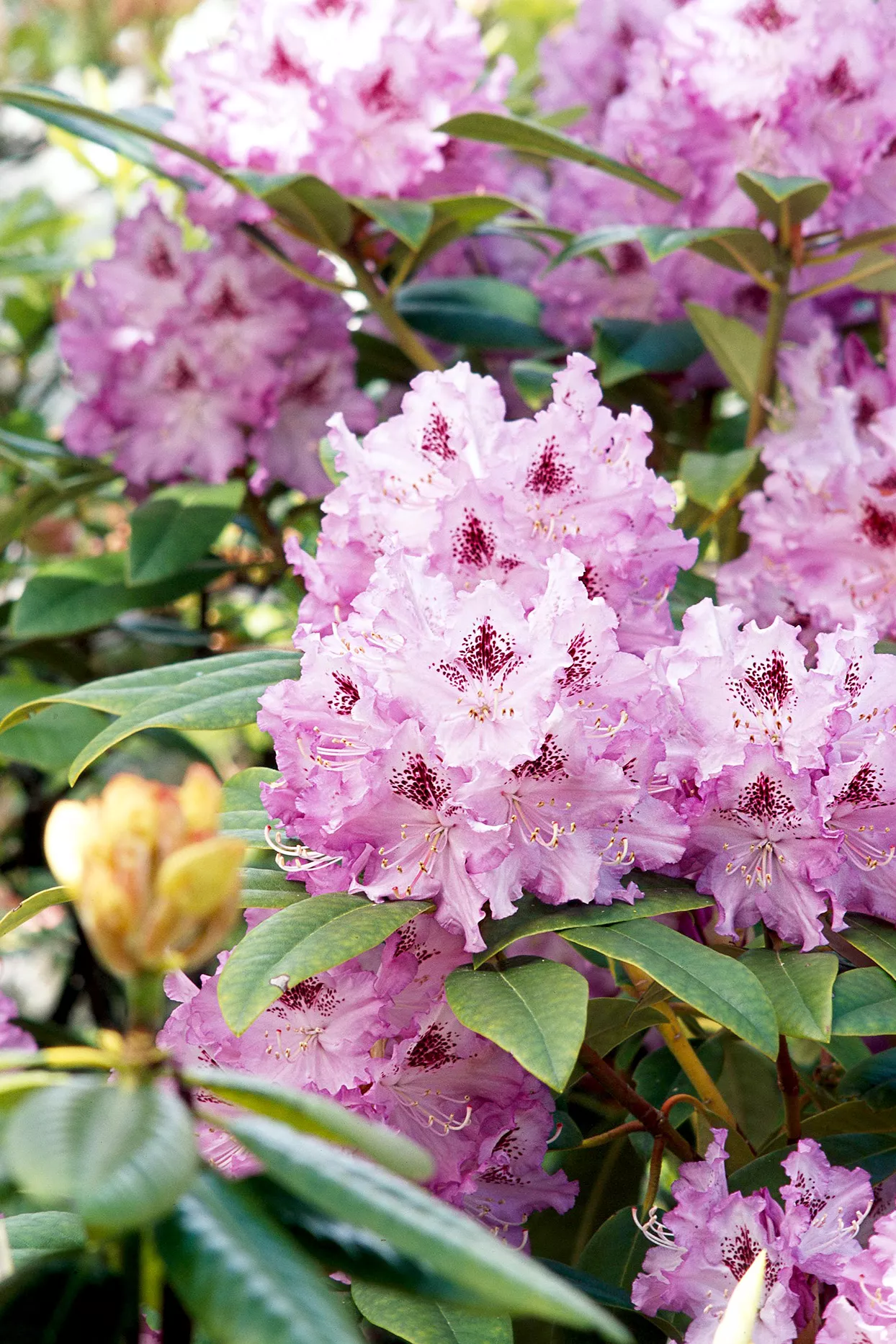 Purple and white Rhododendron flowers