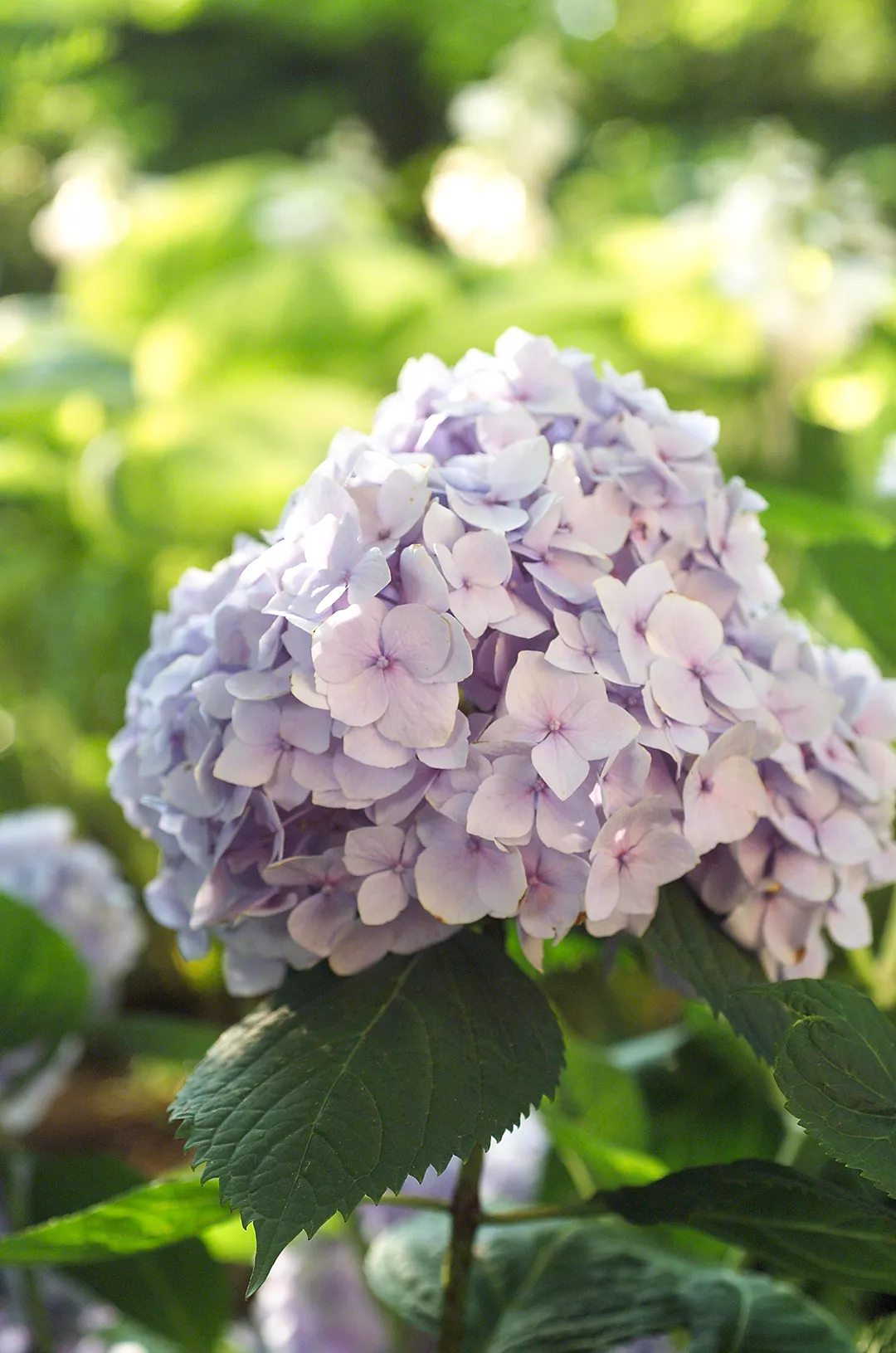 Reblooming lavender Hydrangea bloom