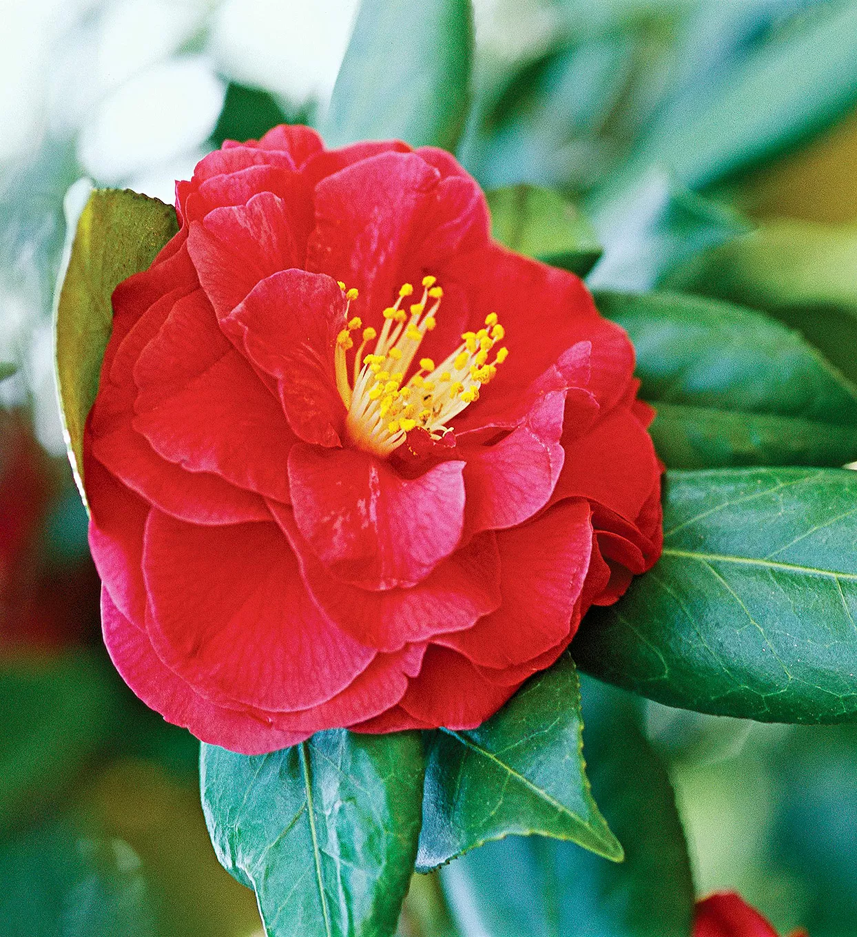 Camellia japonica 'Alexander Hunter' with red blooms