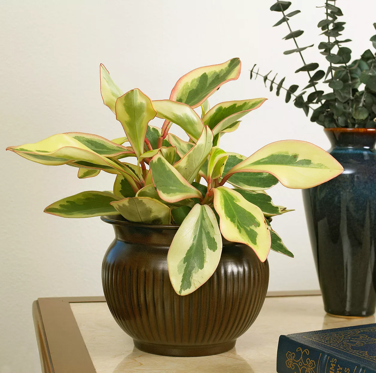 red-edge peperomia clusifolia 'rainbow' with cream and green leaves