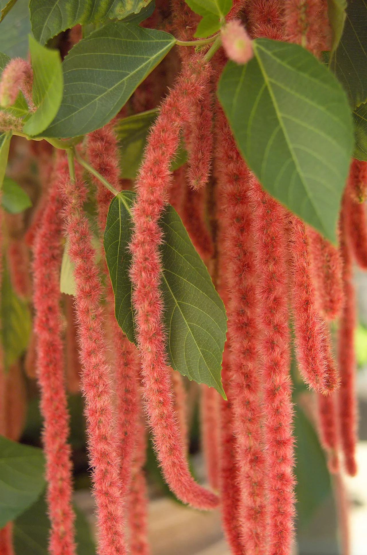 red hot cats tail plant