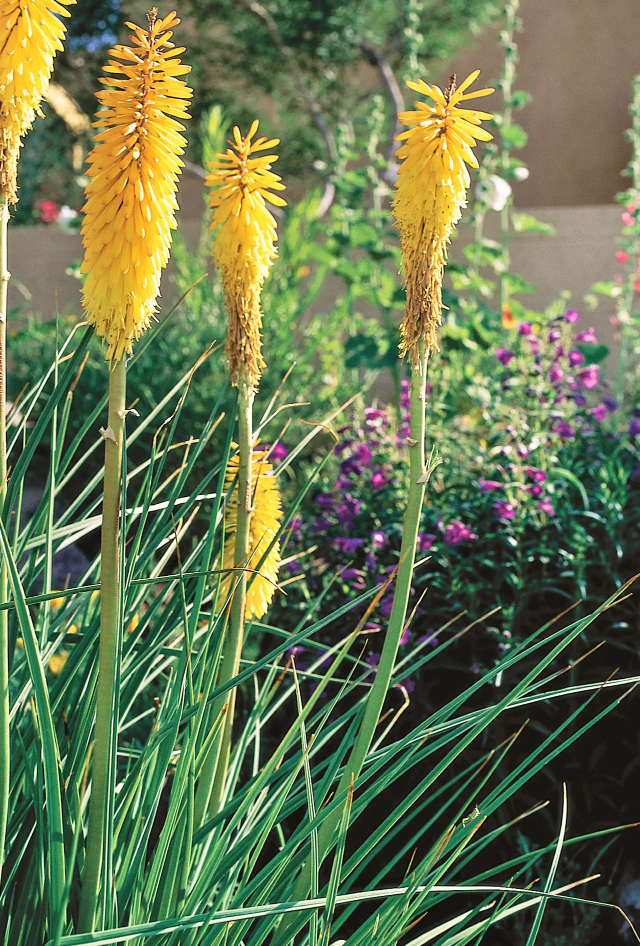 red hot poker plant