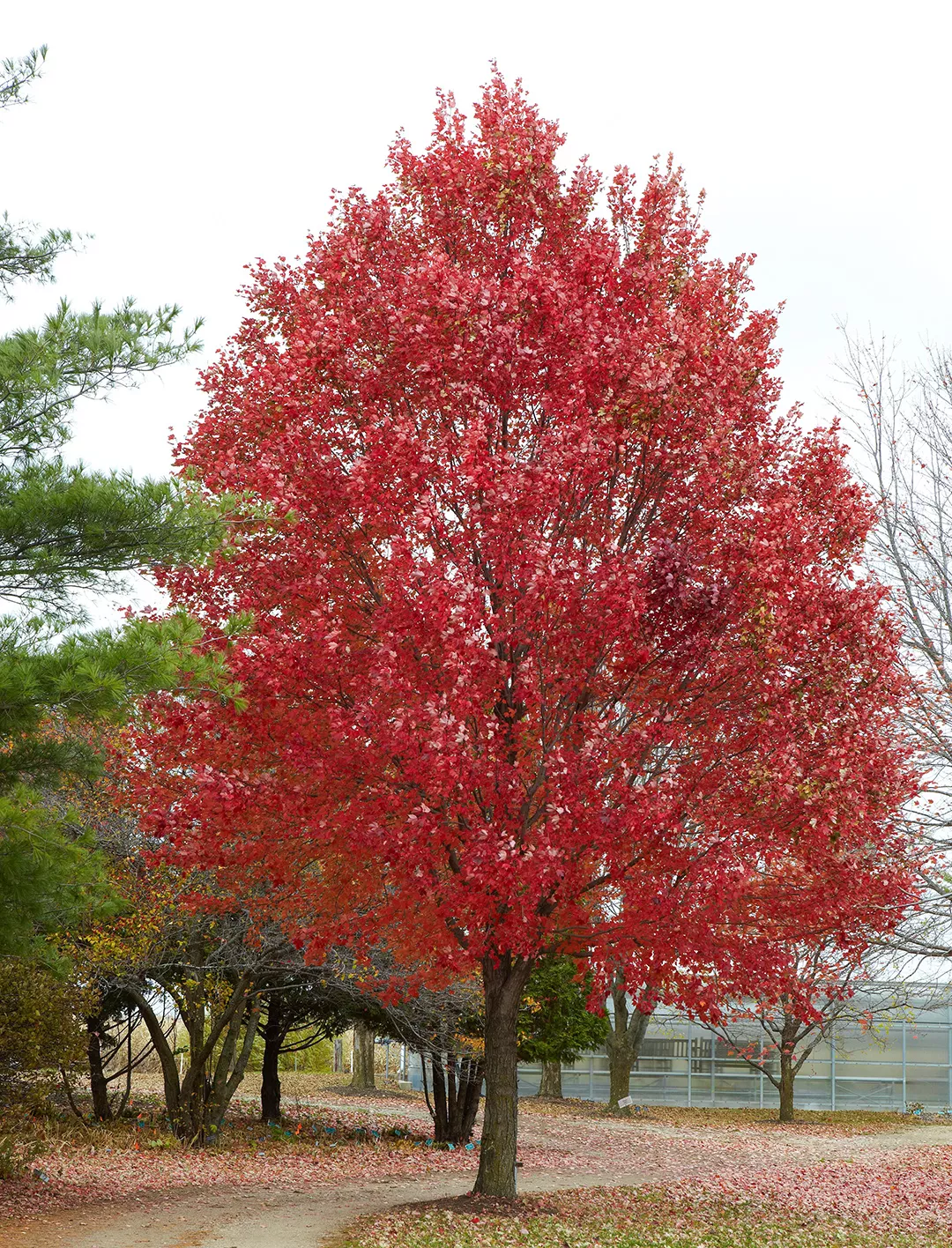 red maple acer rubrum tree along road