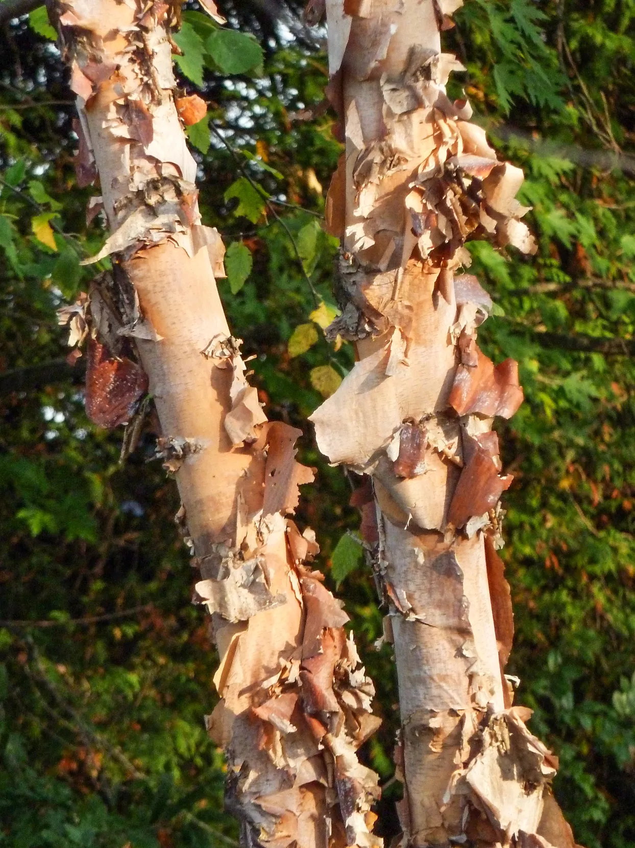 River Birch Betula nigra