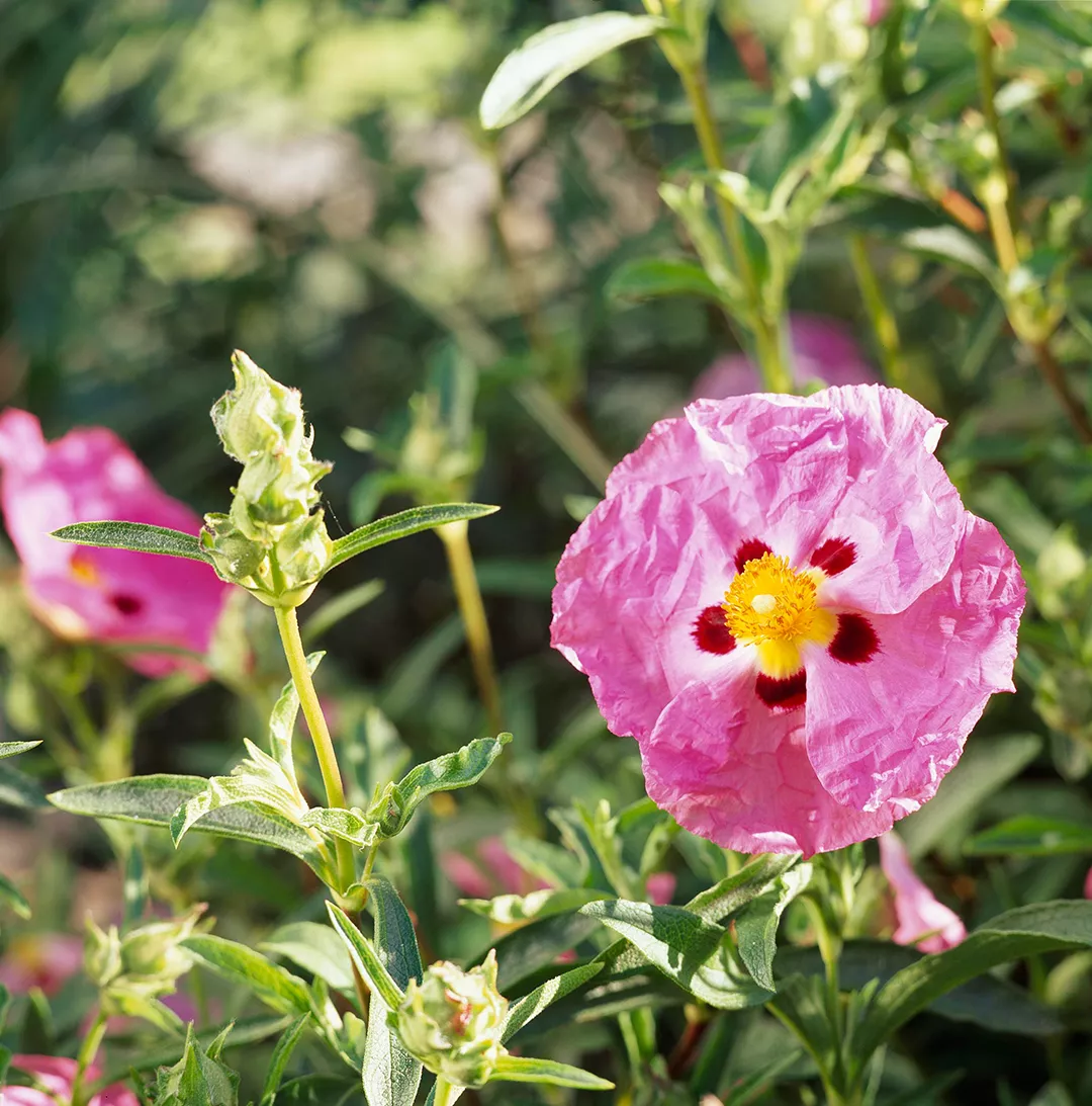 pink Rock Rose bloom