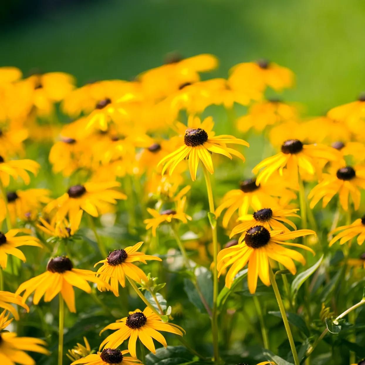 rudbeckia fulgida black-eyed susan