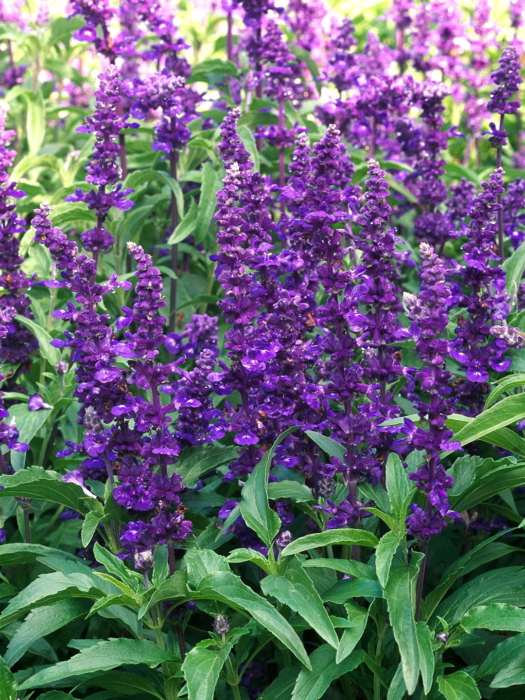 Salvia farinacea Victoria Blue deep purple flowers