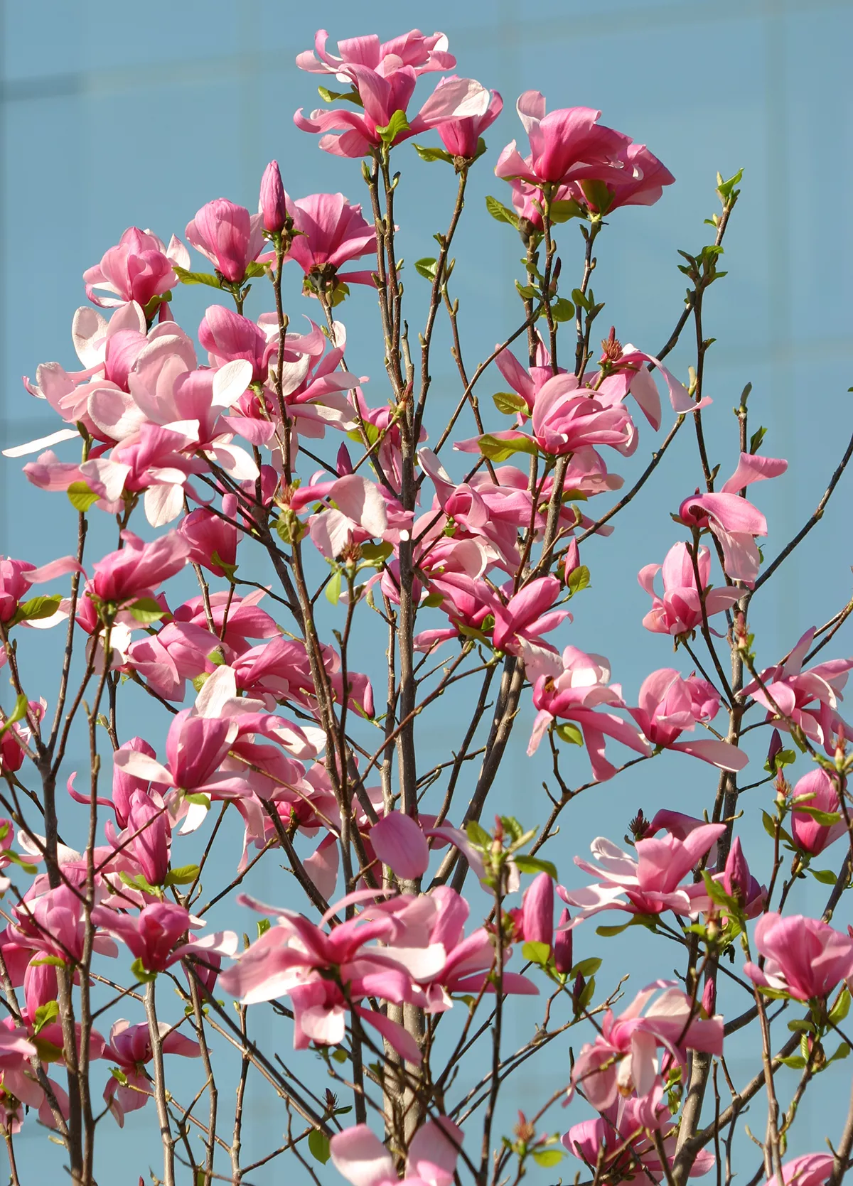 Saucer Magnolia MagnoliaÂ xÂ soulangeana