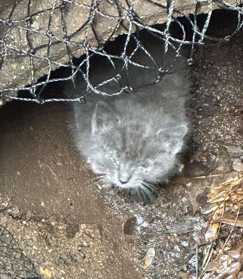 Gray kitten at the bottom of a storm drain